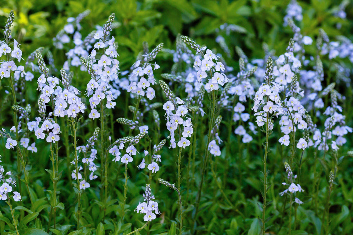 25 BLUE STREAK SPEEDWELL Veronica Gentianoides Flower Seeds
