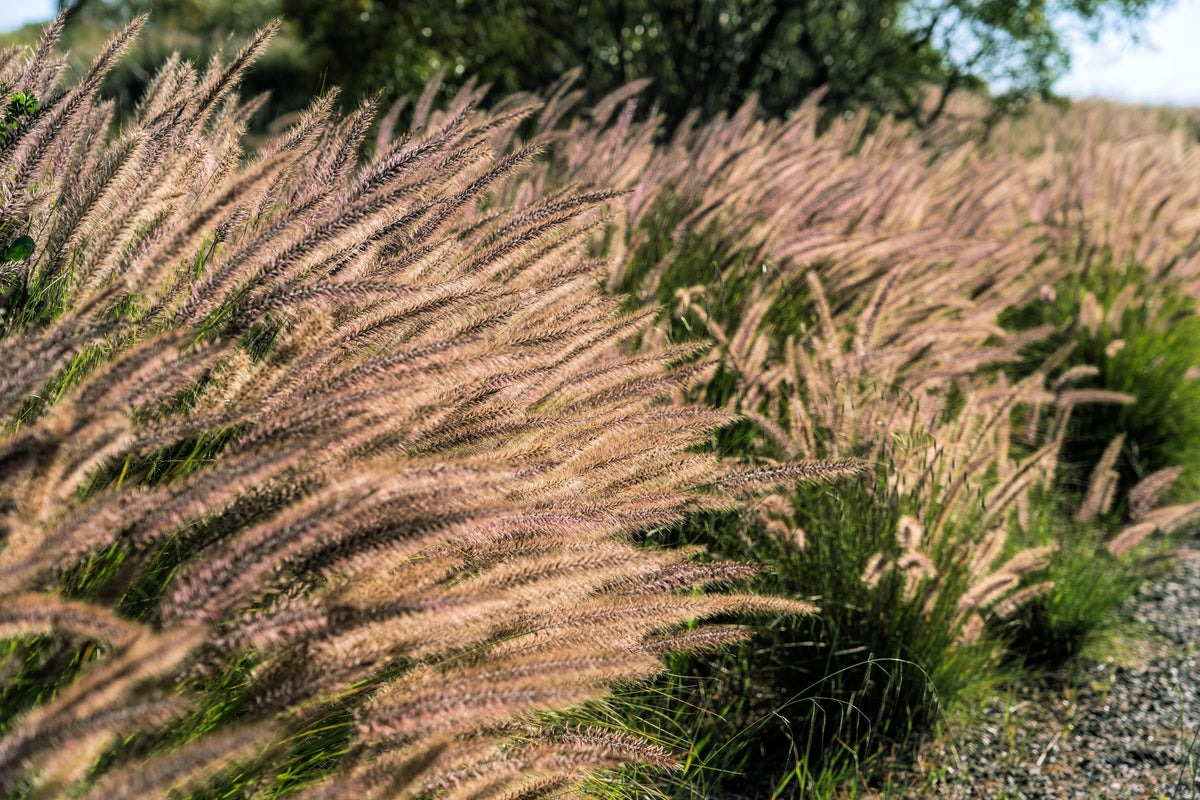 25 Dwarf Purple CHINESE FOUNTAIN GRASS Pennisetum Alopecuroides Hardy Ornamental Seeds