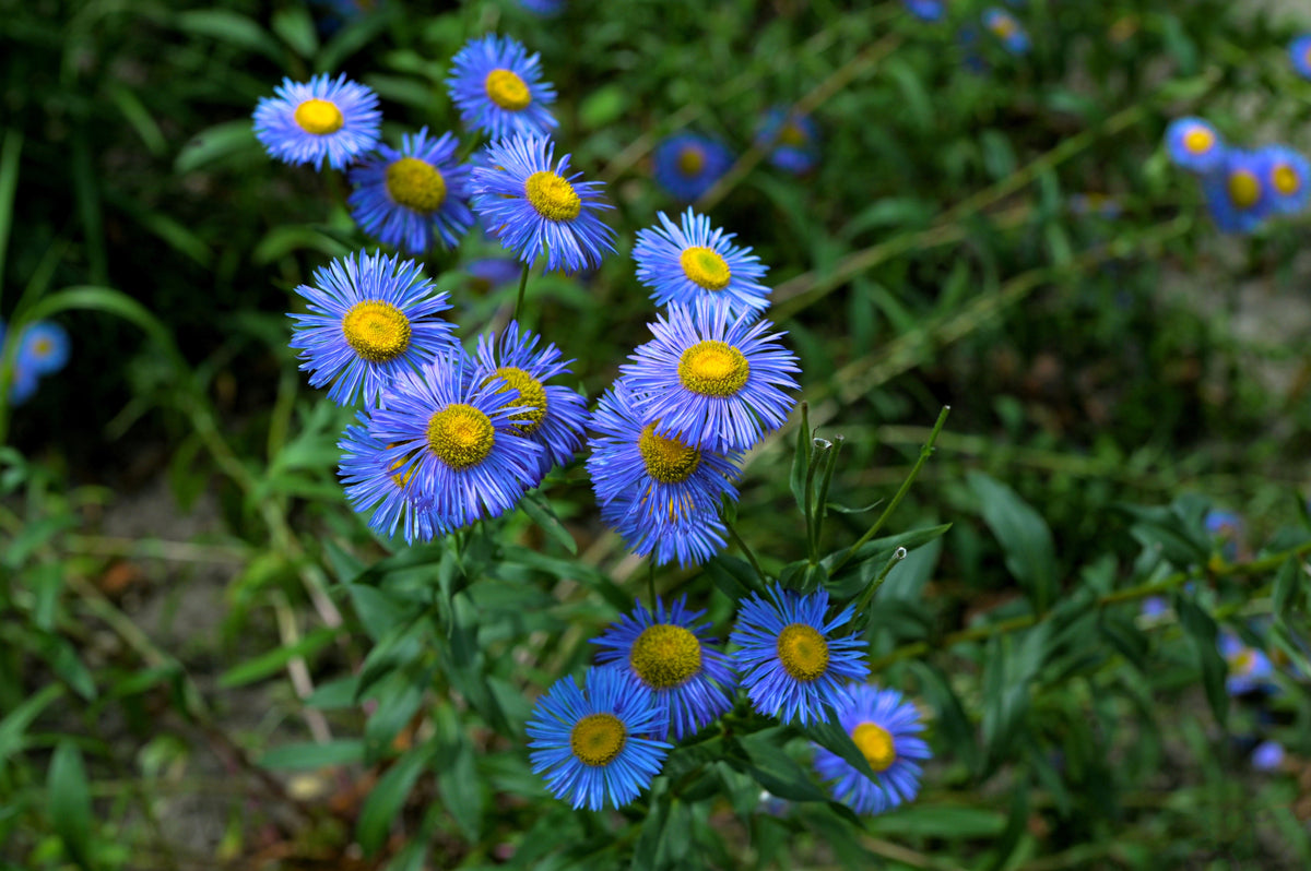 500 BLUE FLEABANE DAISY (Dainty Daisy / Aspen Fleabane / Oregon Fleabane) Erigeron Speciosus Flower Seeds