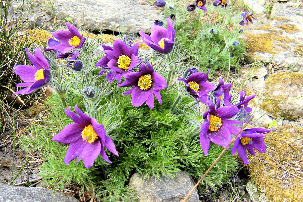 25 VIOLET ANEMONE Pulsatilla Vulgaris Purple PASQUE Flower Seeds