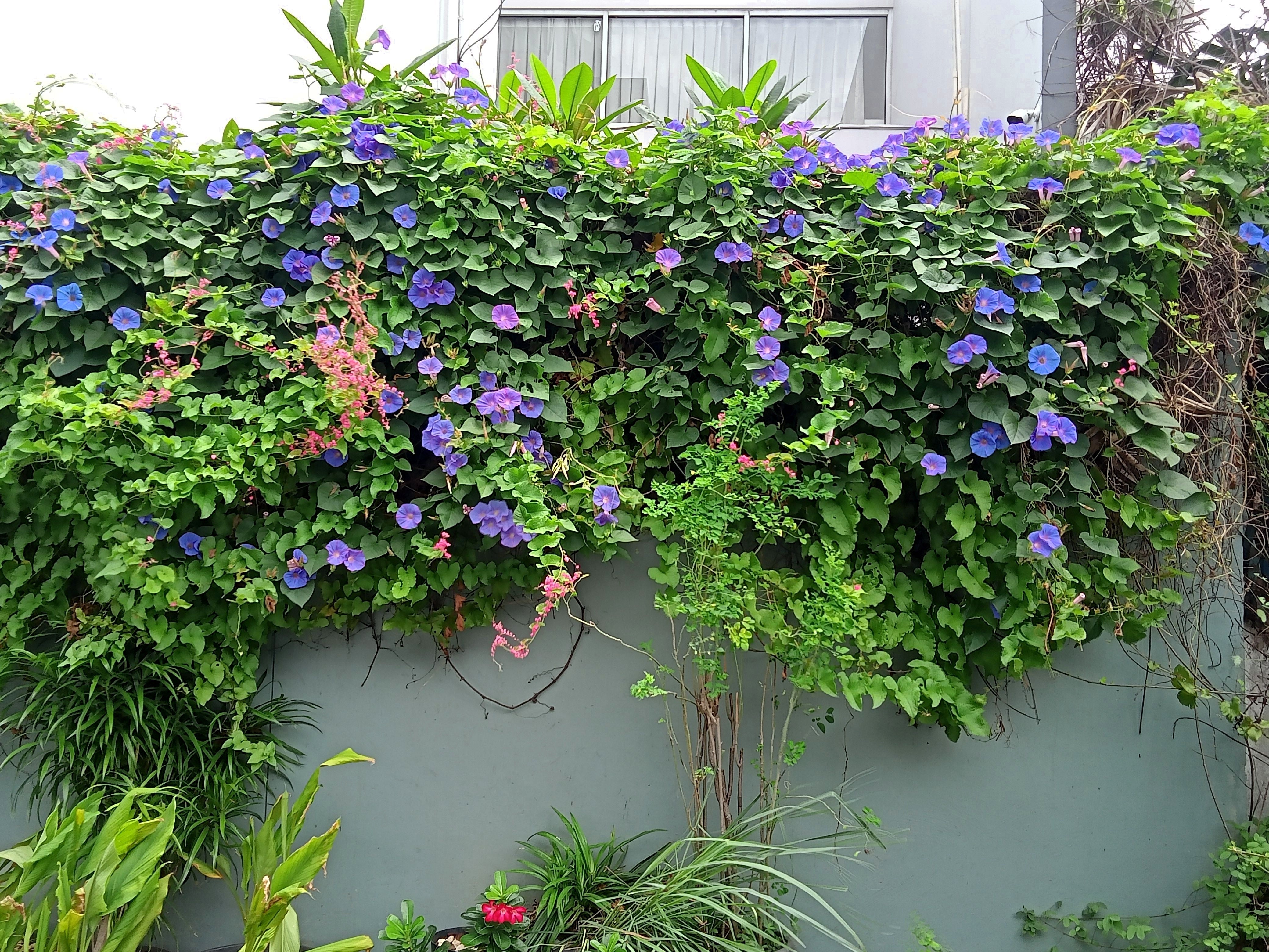 100 PURPLE MORNING GLORY Ipomoea Nil Flower Vine Seeds