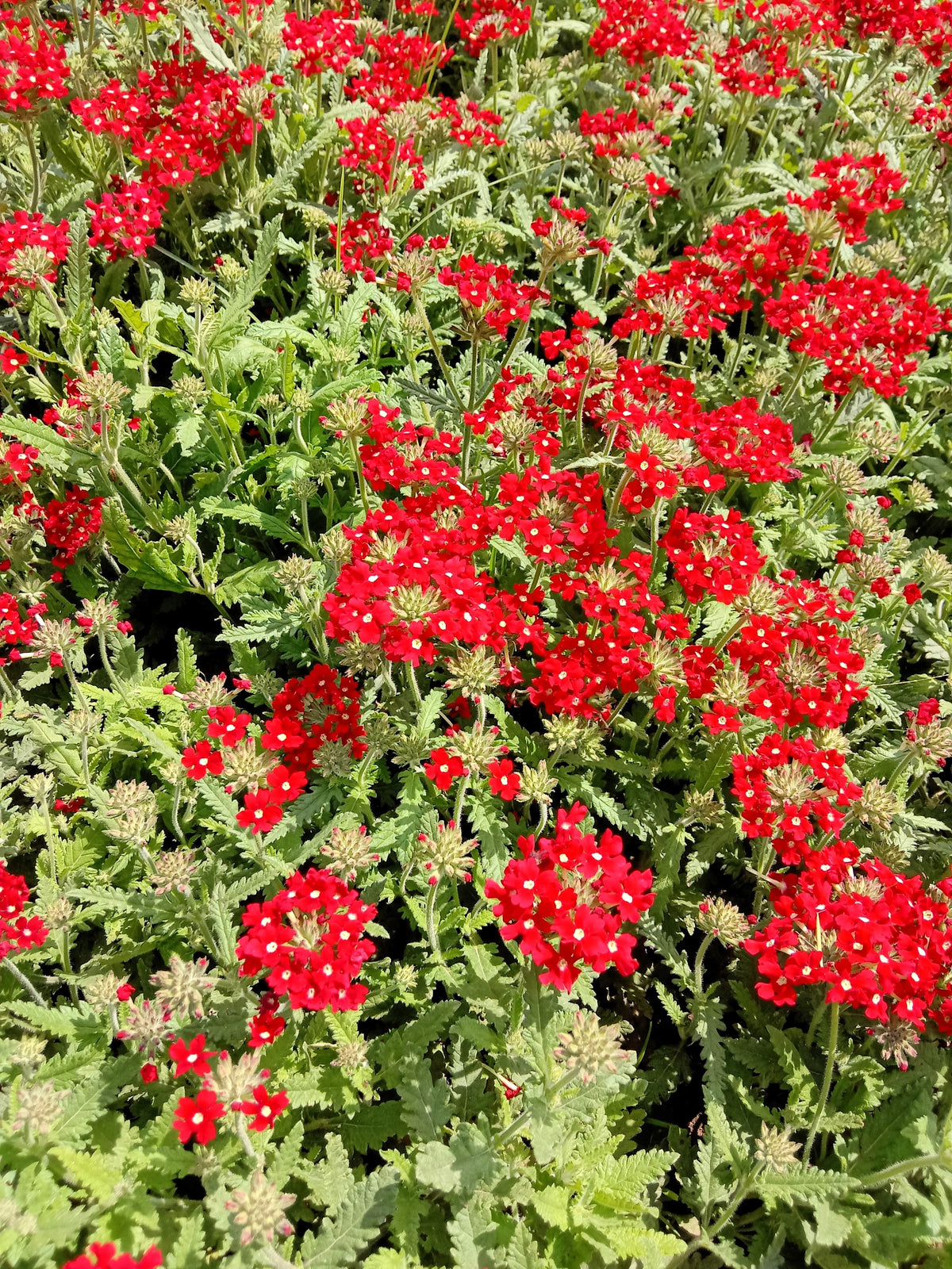 50 SCARLET VERBENA Red Nana Compacta Fragrant Flower Seeds
