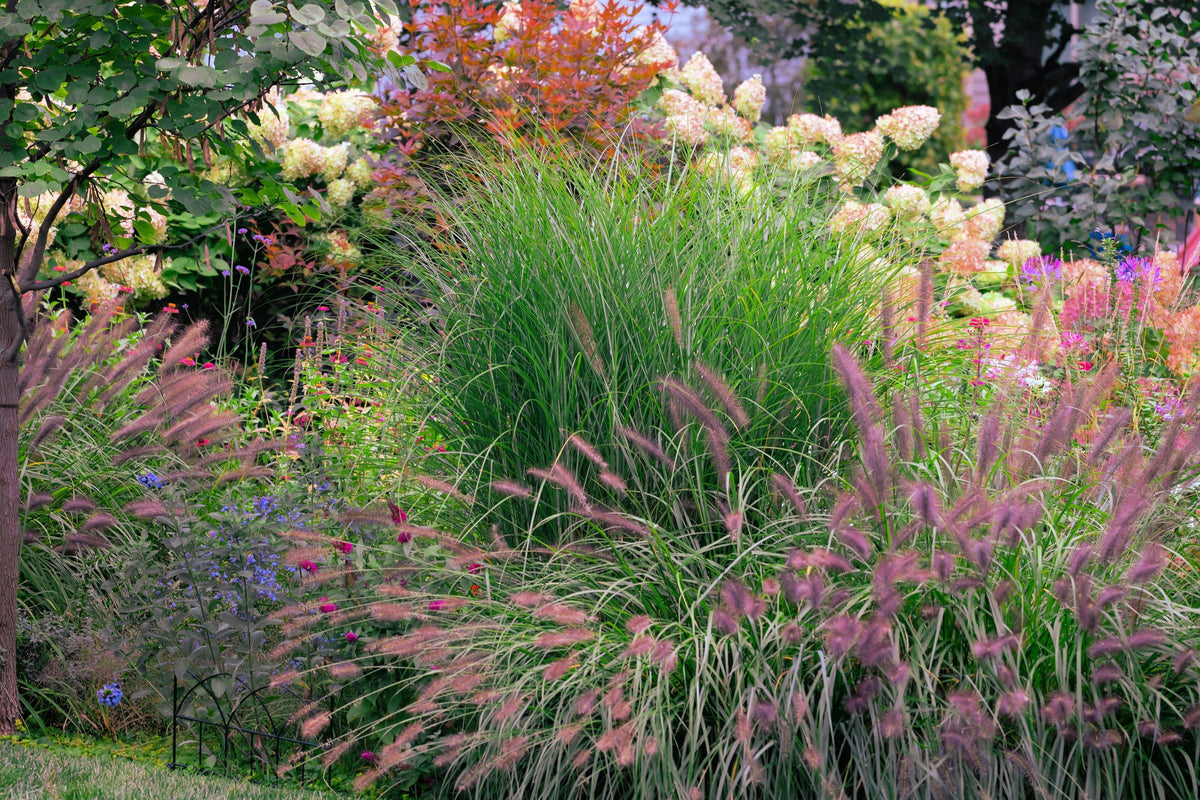 25 Dwarf Purple CHINESE FOUNTAIN GRASS Pennisetum Alopecuroides Hardy Ornamental Seeds