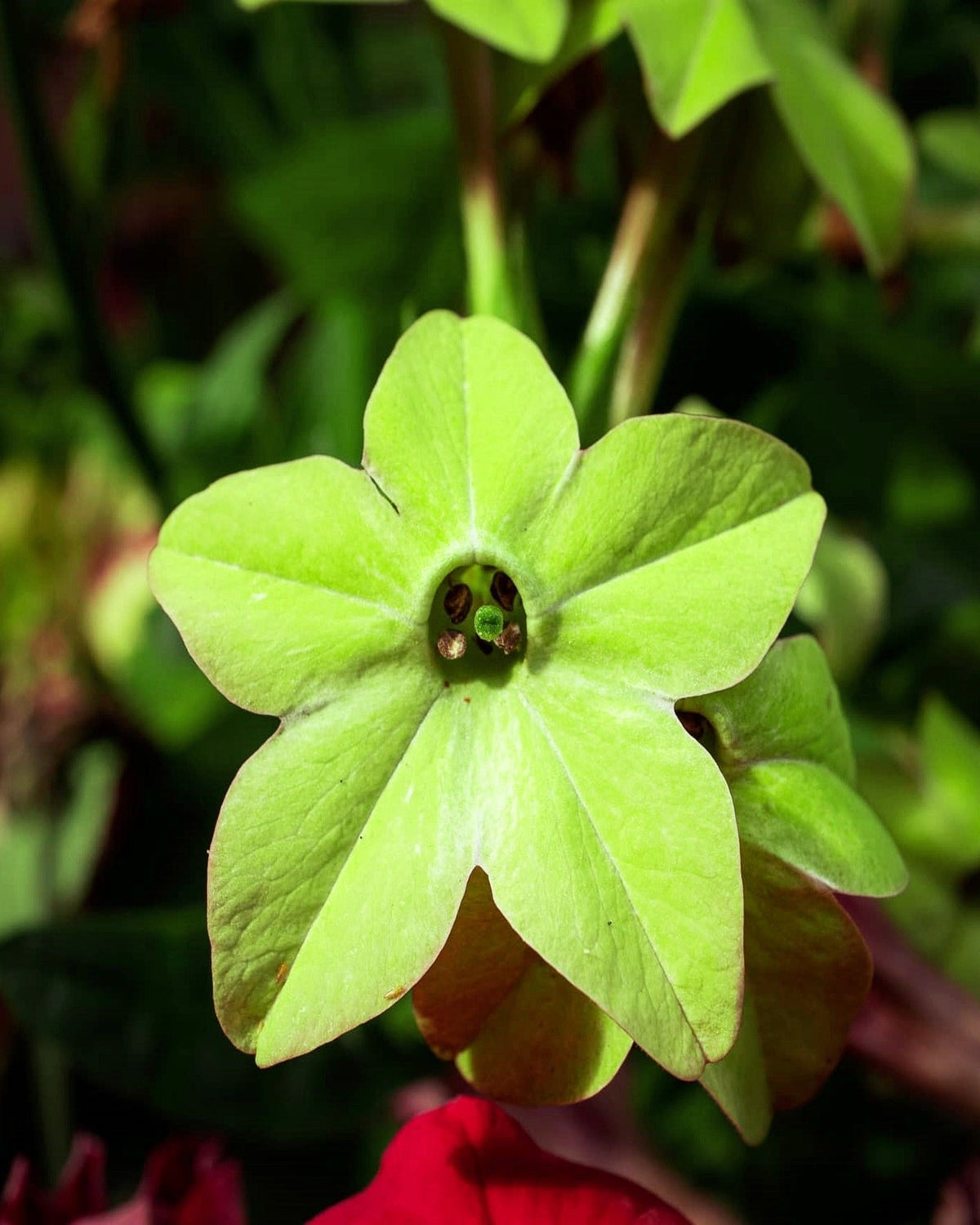 100 LIME GREEN NICOTIANA Alata Flowering Tobacco Seeds