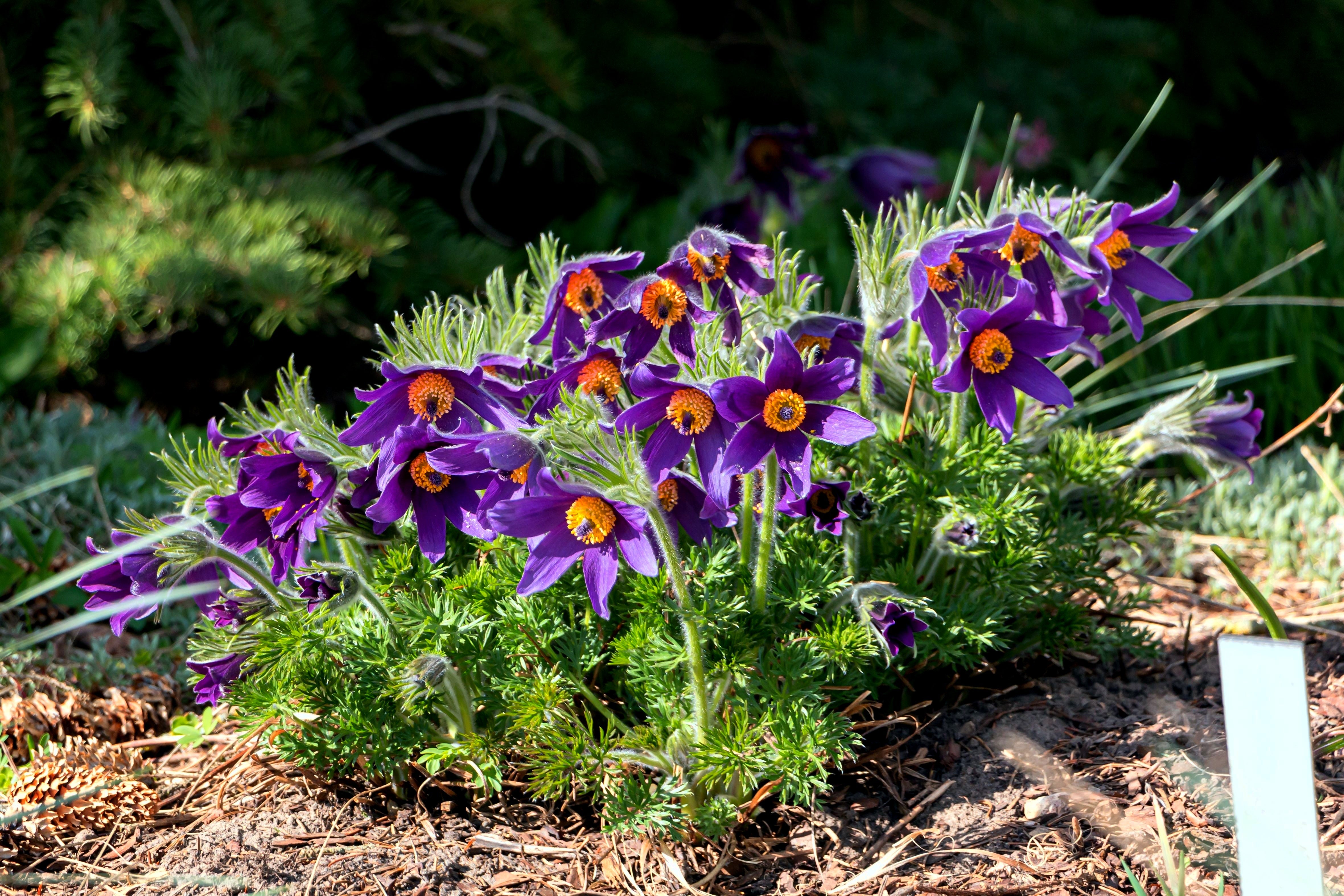 25 VIOLET ANEMONE Pulsatilla Vulgaris Purple PASQUE Flower Seeds