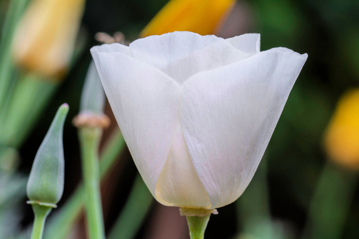 1000 WHITE CALIFORNIA POPPY Eschscholzia Californica Flower Seeds
