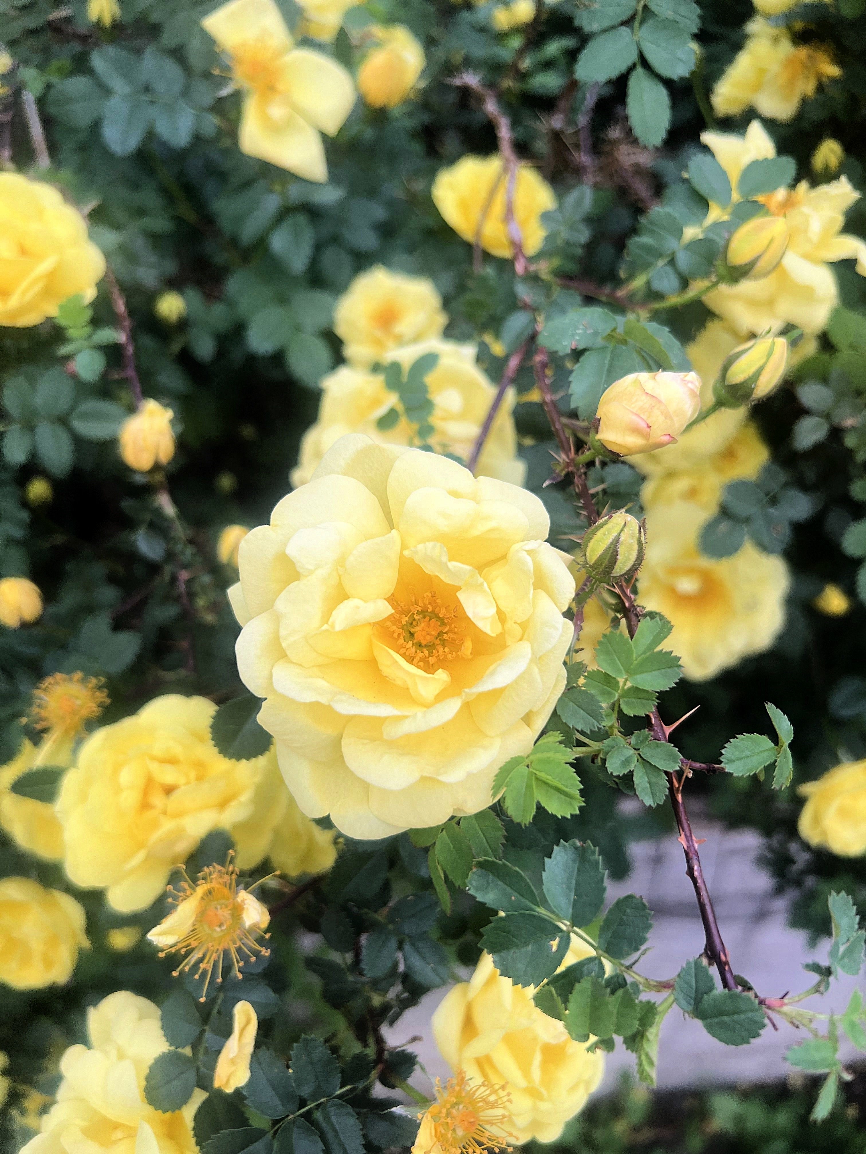 10 Yellow MANCHU ROSE Bush Rosa Xanthina Hummingbird Flower Seeds