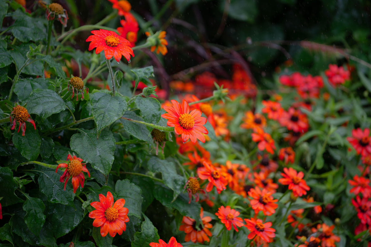 50 RED MEXICAN Torch SUNFLOWER Tithonia Rotundifolia Red Orange Flower Seeds
