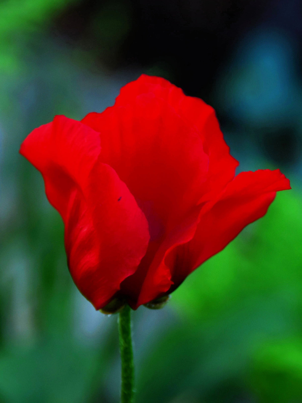 100 BEAUTY Of Livermere ORIENTAL POPPY Papaver Orientale Flower Seeds