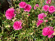 100 Pink PORTULACA Grandiflora / MOSS ROSE Flower Seeds
