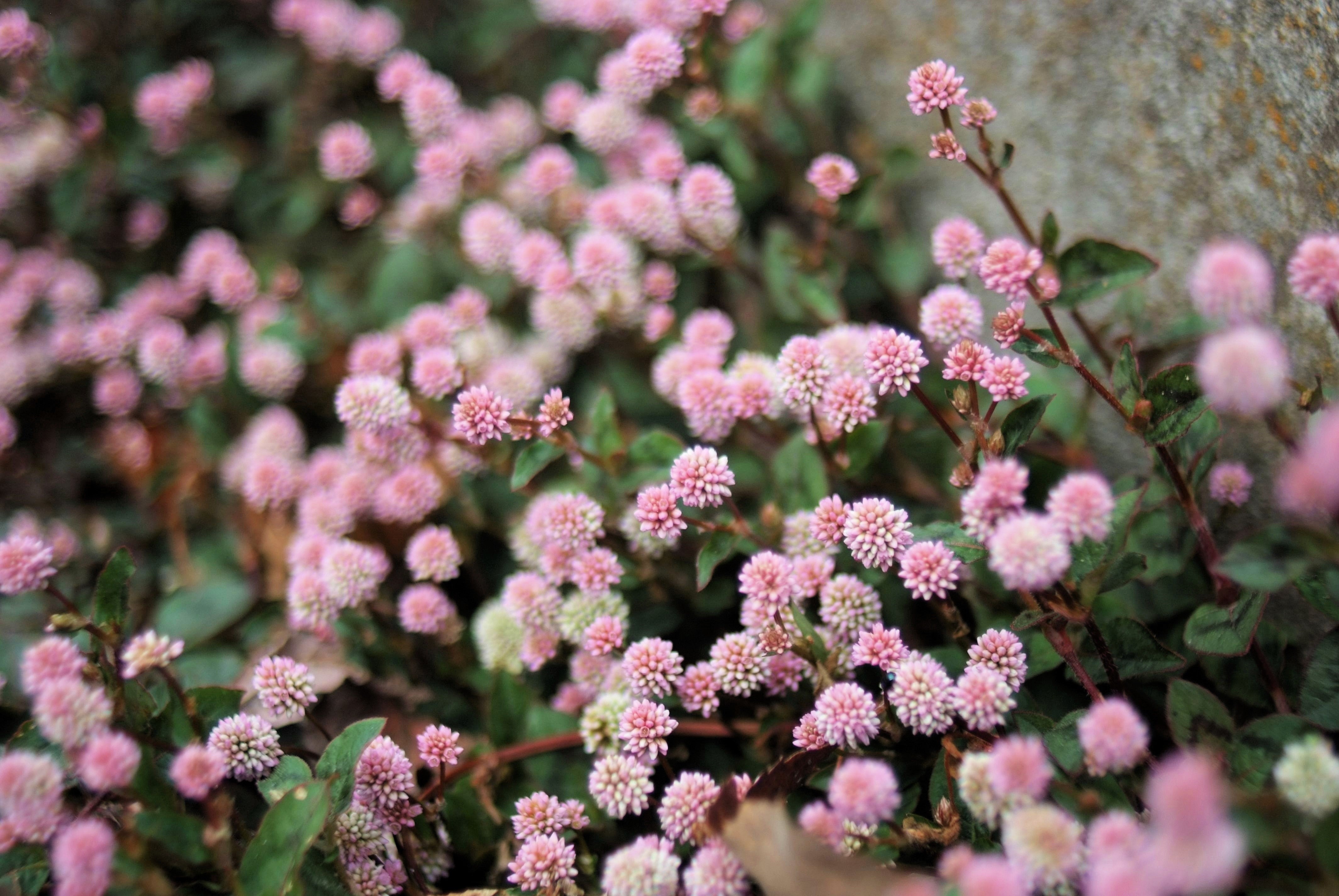 20 PUNCHING BALLS Pink Buttons Persicaria Capitata Polygonum Flower Seeds