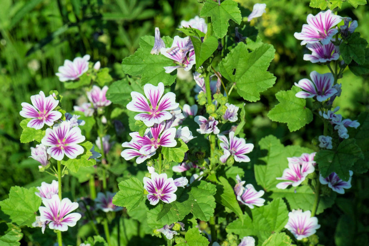 20 ZEBRA MALLOW Malva sylvestris var. Zebrina Flower Seeds
