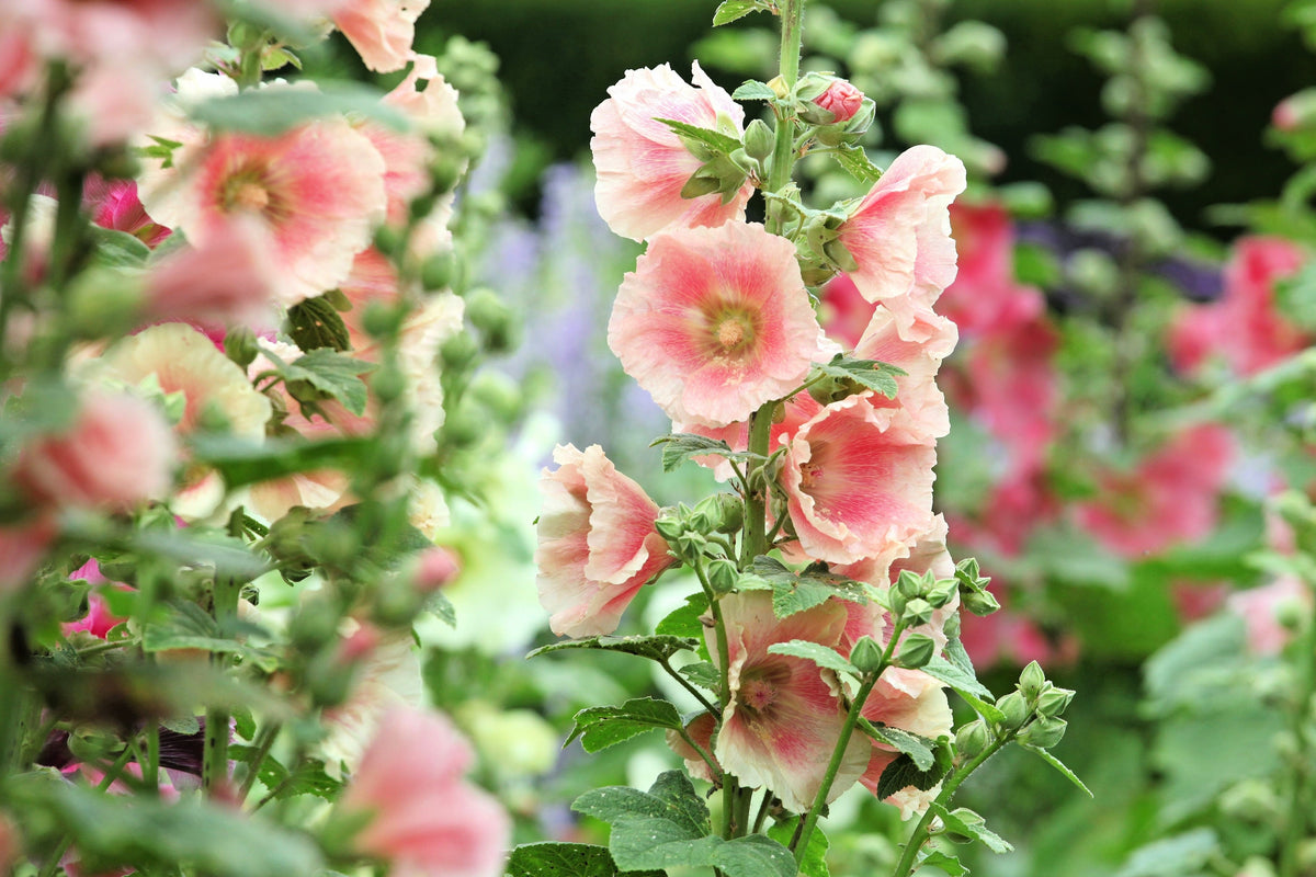 25 PEACH HOLLYHOCK Alcea Rosea Flower Seeds Perennial