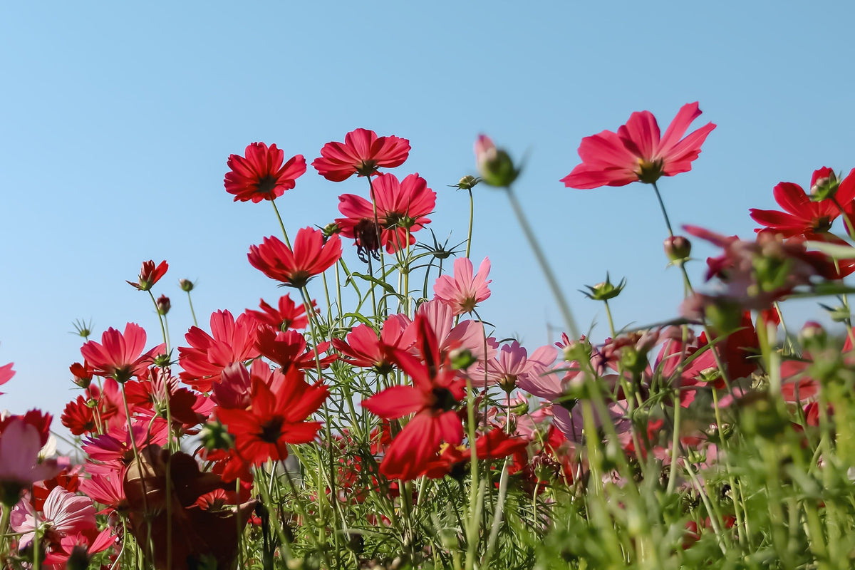 300 RED COSMOS DAZZLER Cosmos Bipinnatus Flower Seeds