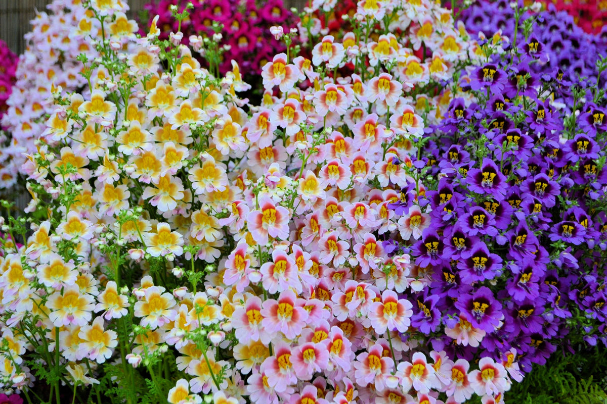 200 Mixed Colors BUTTERFLY ORCHID (Poor Mans Orchid / Angel Wings) Schizanthus Wisetonensis Flower Seeds