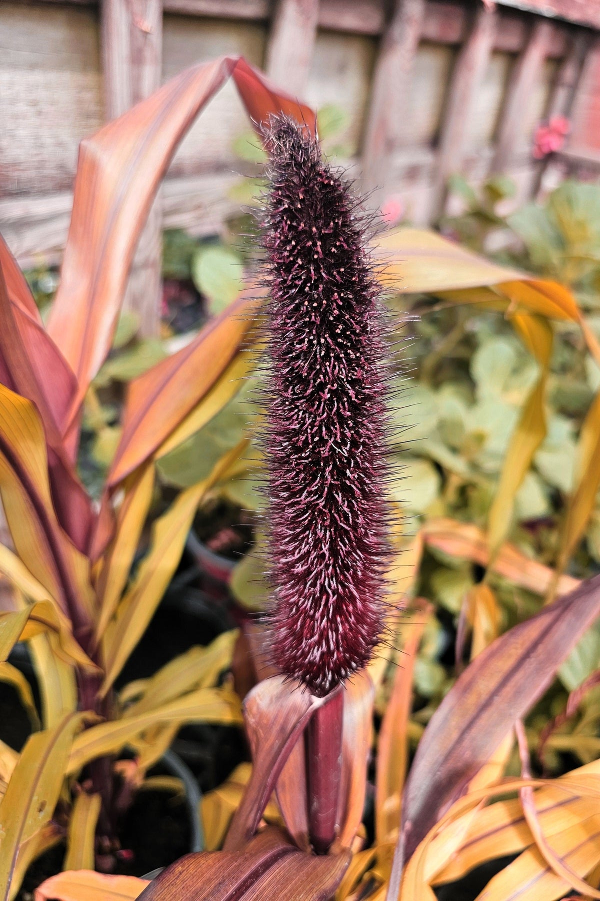 25 RED JEWEL MILLET Setaria Italica Ornamental Grass Flower Seeds