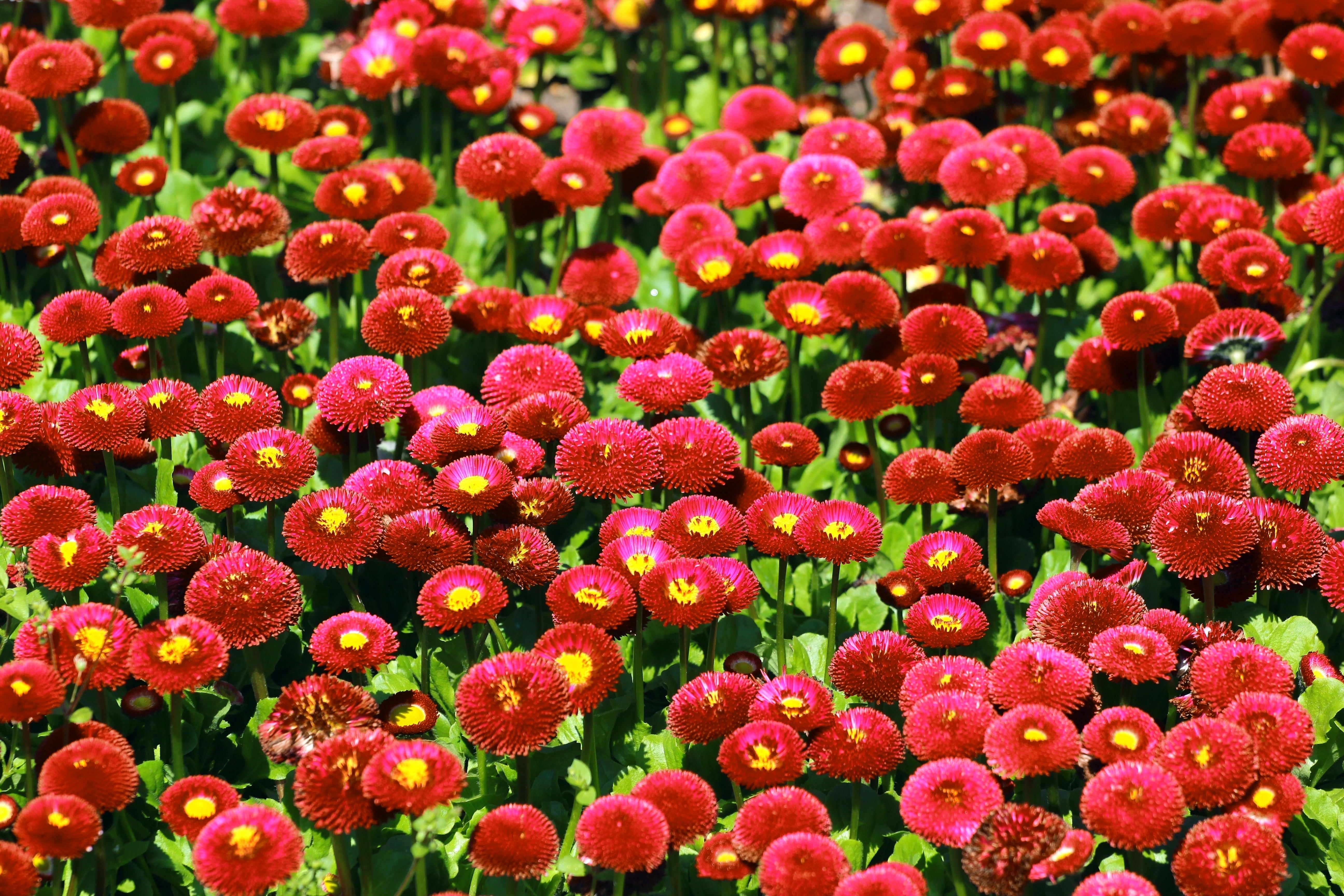 100 RED ENGLISH DAISY Bellis Perennis Double Flower Seeds