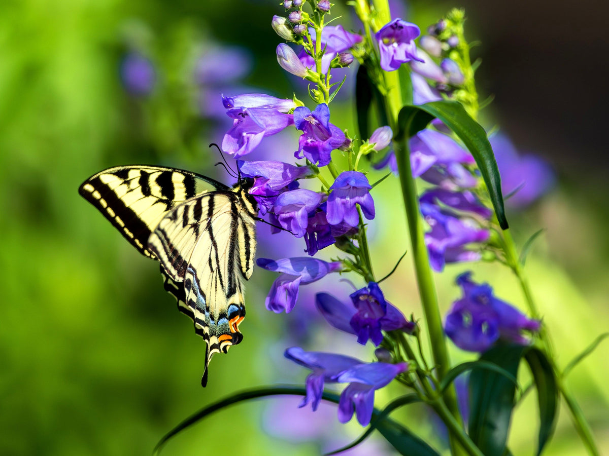 300 Blue ROCKY MOUNTAIN BEARDTONGUE Penstemon Strictus Flower Seeds