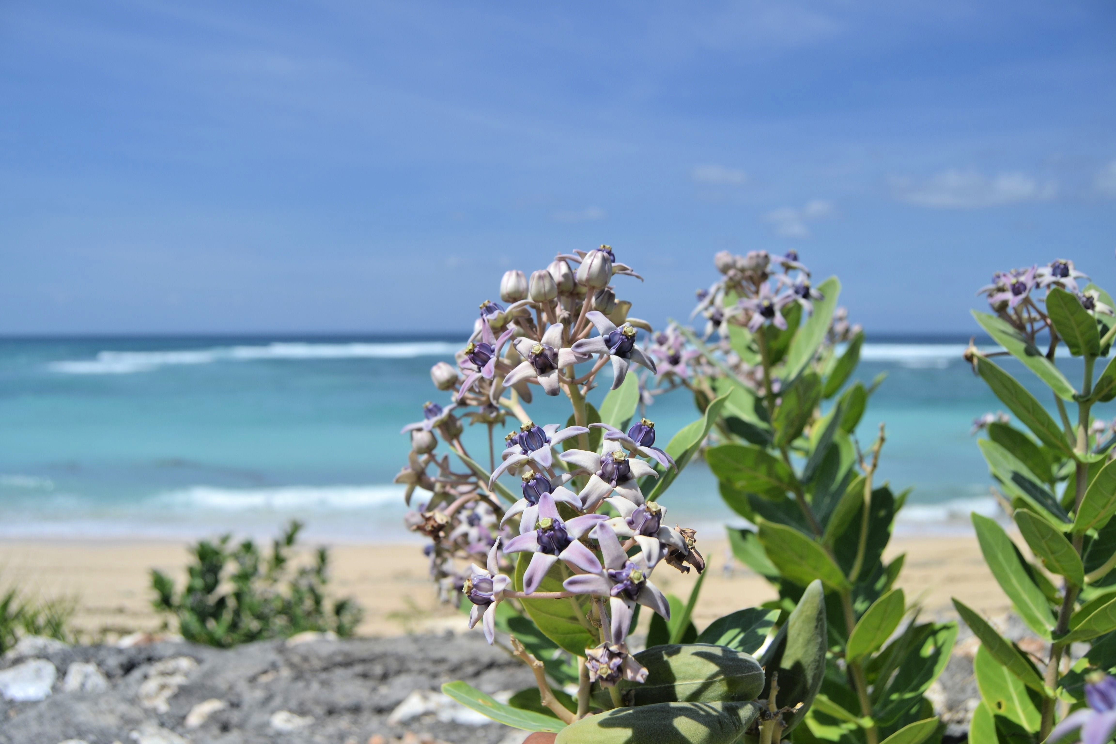 10 GIANT MILKWEED Sodom Apple Calotropis Procera Crown Flower Shrub Seeds