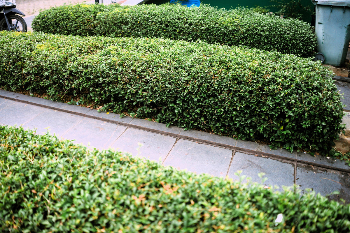 35 EUROPEAN PRIVET HEDGE Common Wild Ligustrum Vulgare Flower Shrub Seeds