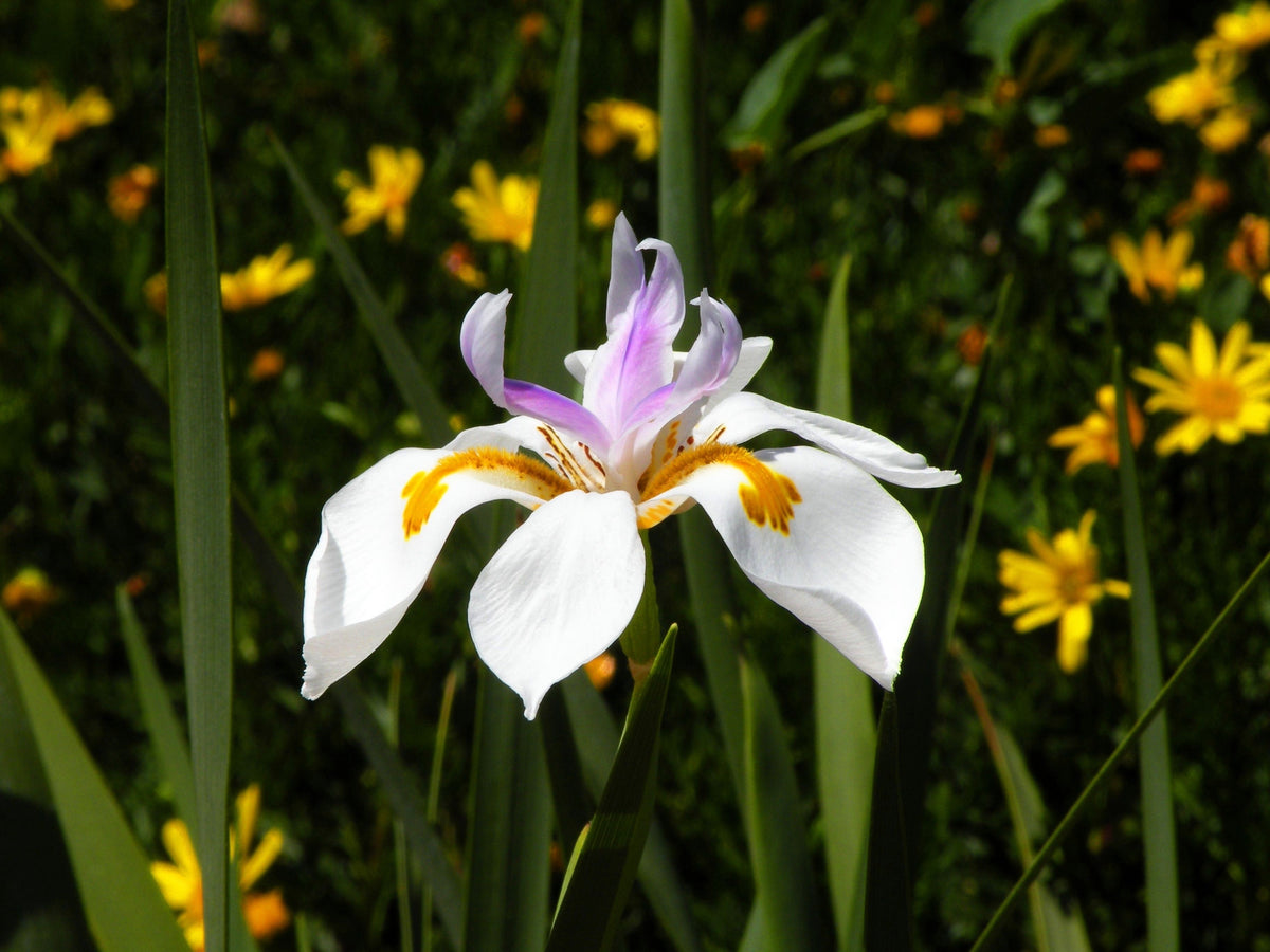 25 WHITE AFRICAN IRIS Fortnight Lily Dietes Iridioides Vegeta aka Cape or Butterfly Iris Yellow Purple Flower Seeds