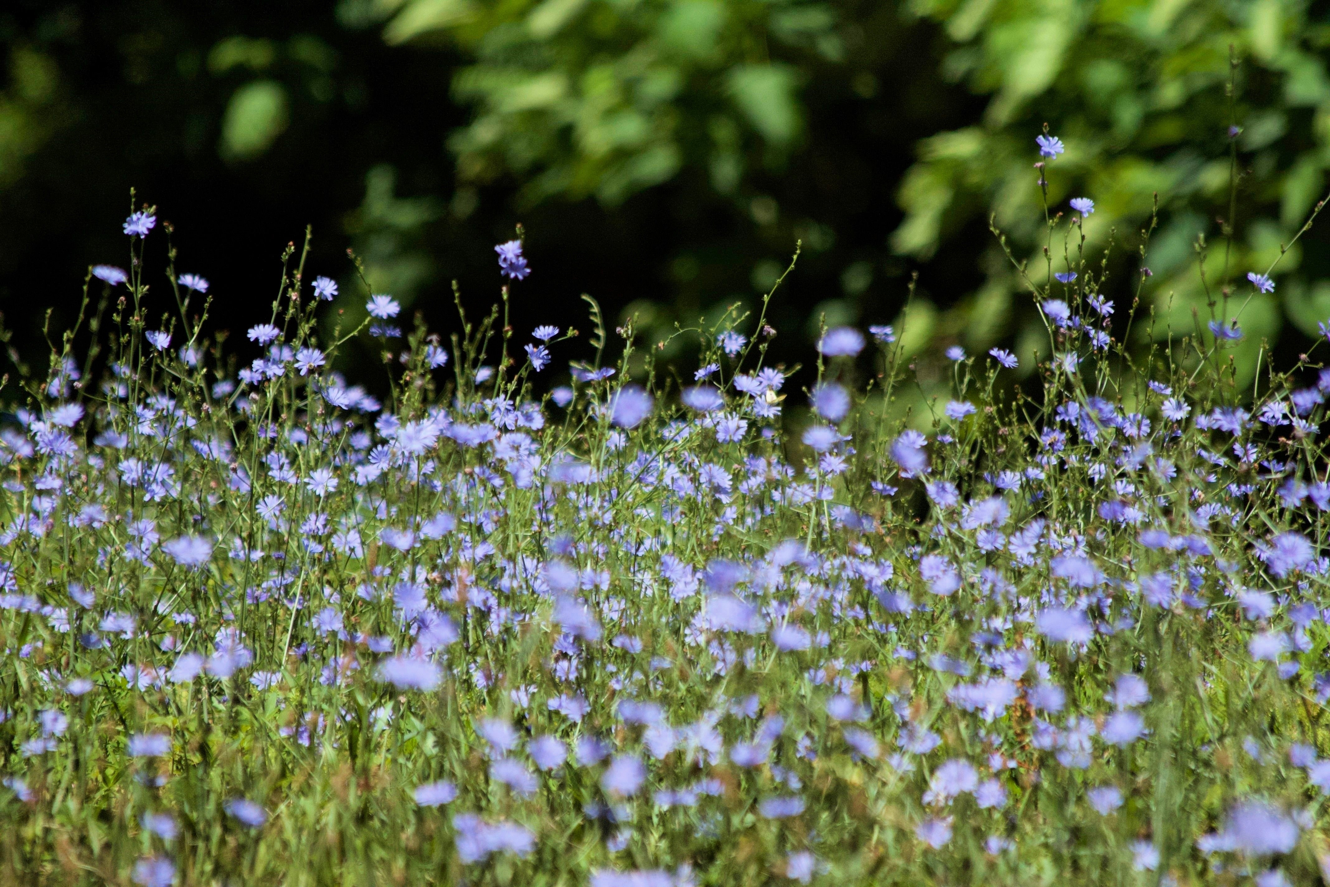1000 CHICORY (Blue Daisy / Blue Sailors / Coffeeweed / Succory) Chicorium Cicorium Intybus Flower Herb Seeds