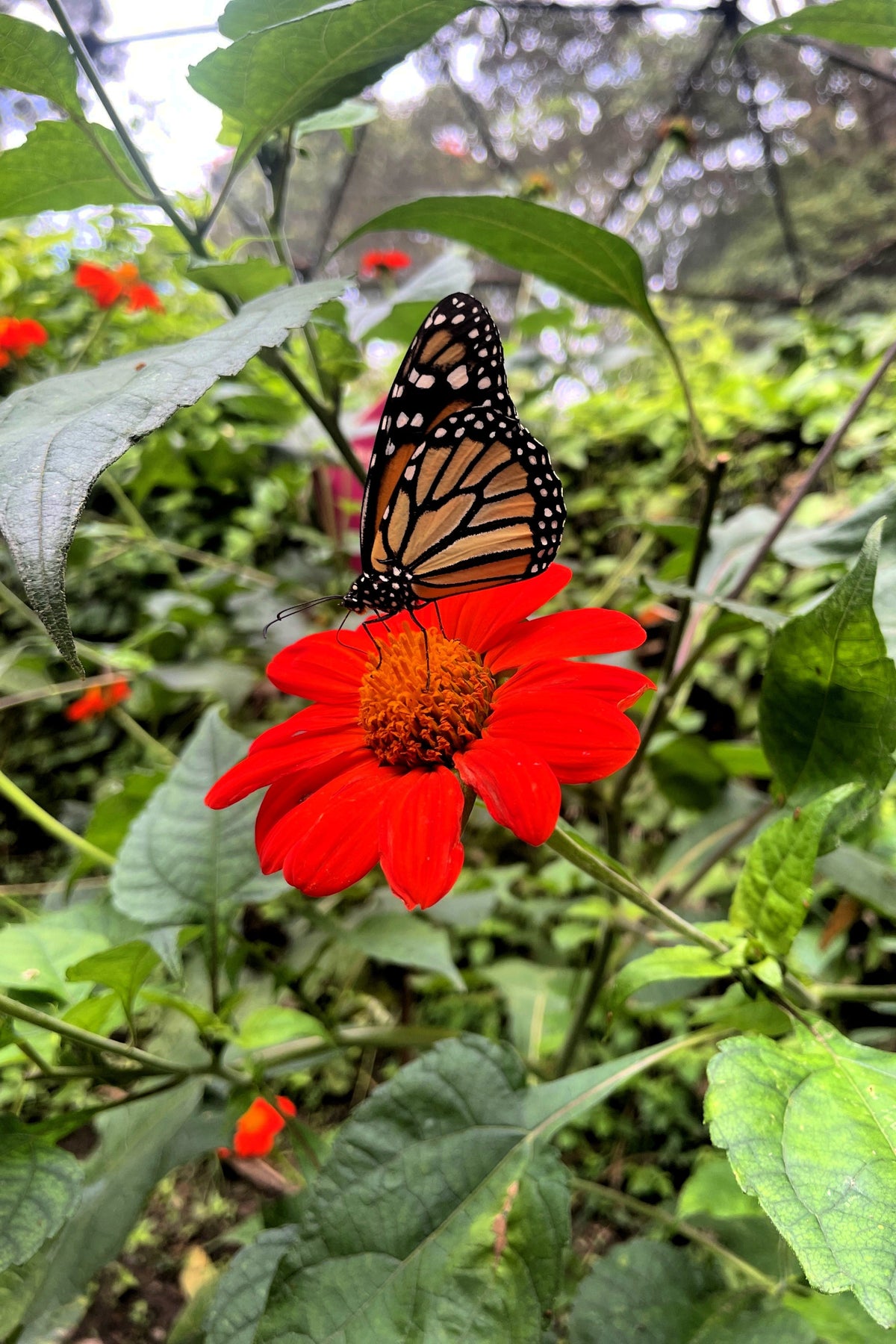 50 RED MEXICAN Torch SUNFLOWER Tithonia Rotundifolia Red Orange Flower Seeds
