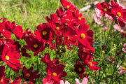 300 RED COSMOS DAZZLER Cosmos Bipinnatus Flower Seeds