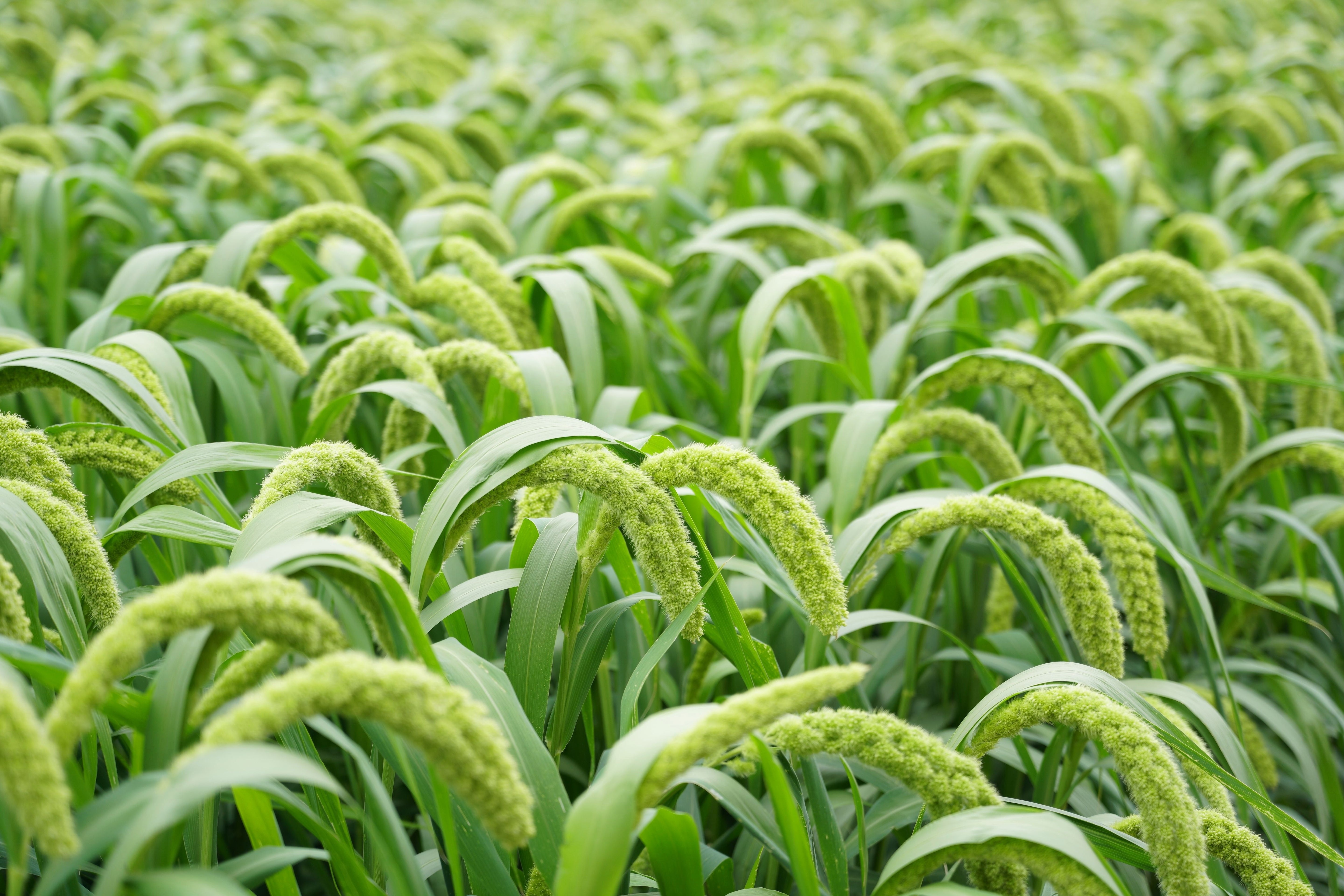 50 LIMELIGHT SPRAY MILLET Light Lime Green Flower Setaria Italica Grass Seeds