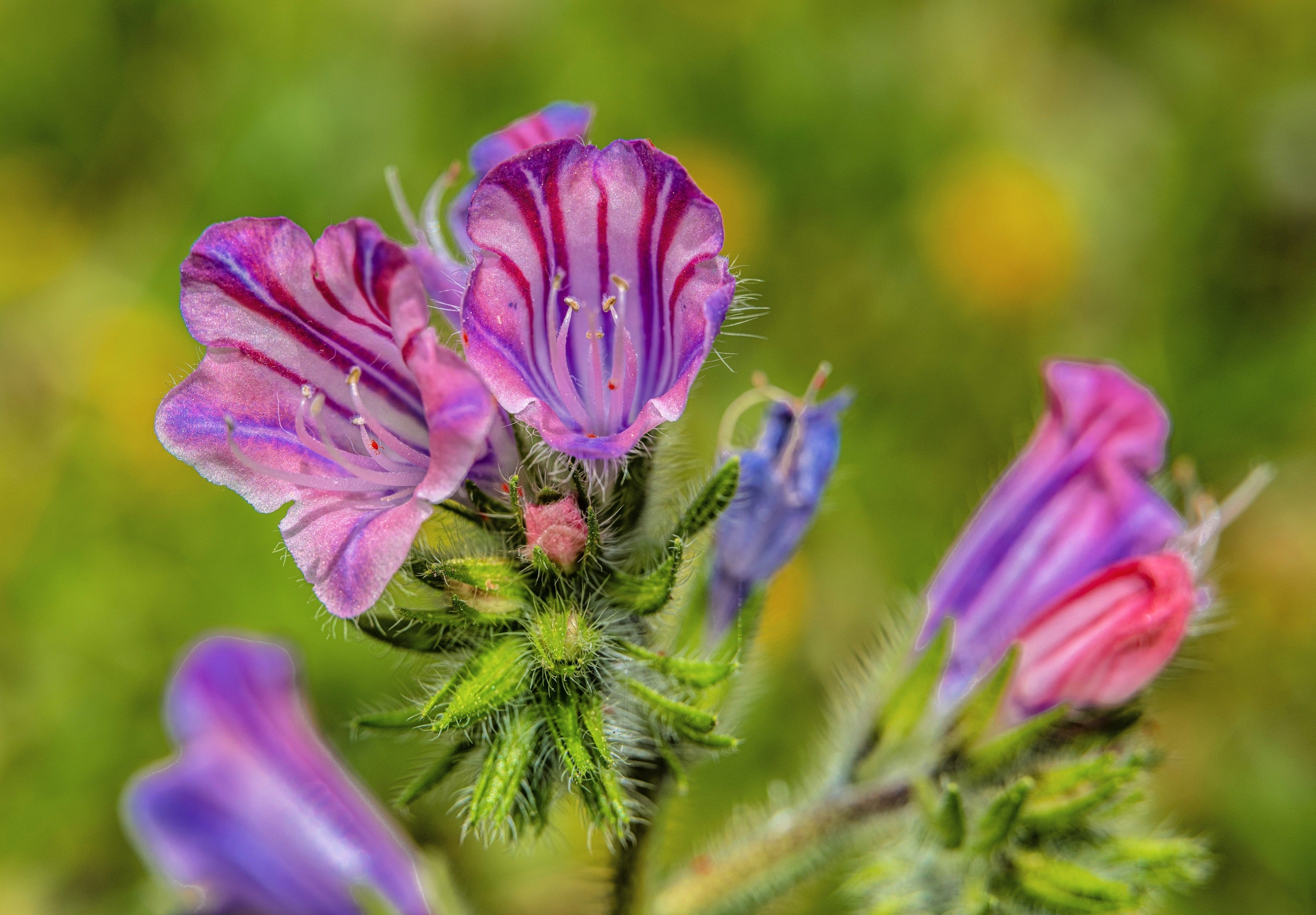 25 ROSE VIPER'S BUGLOSS Pink Echium Plantagineum Rose Bedder Flower Seeds