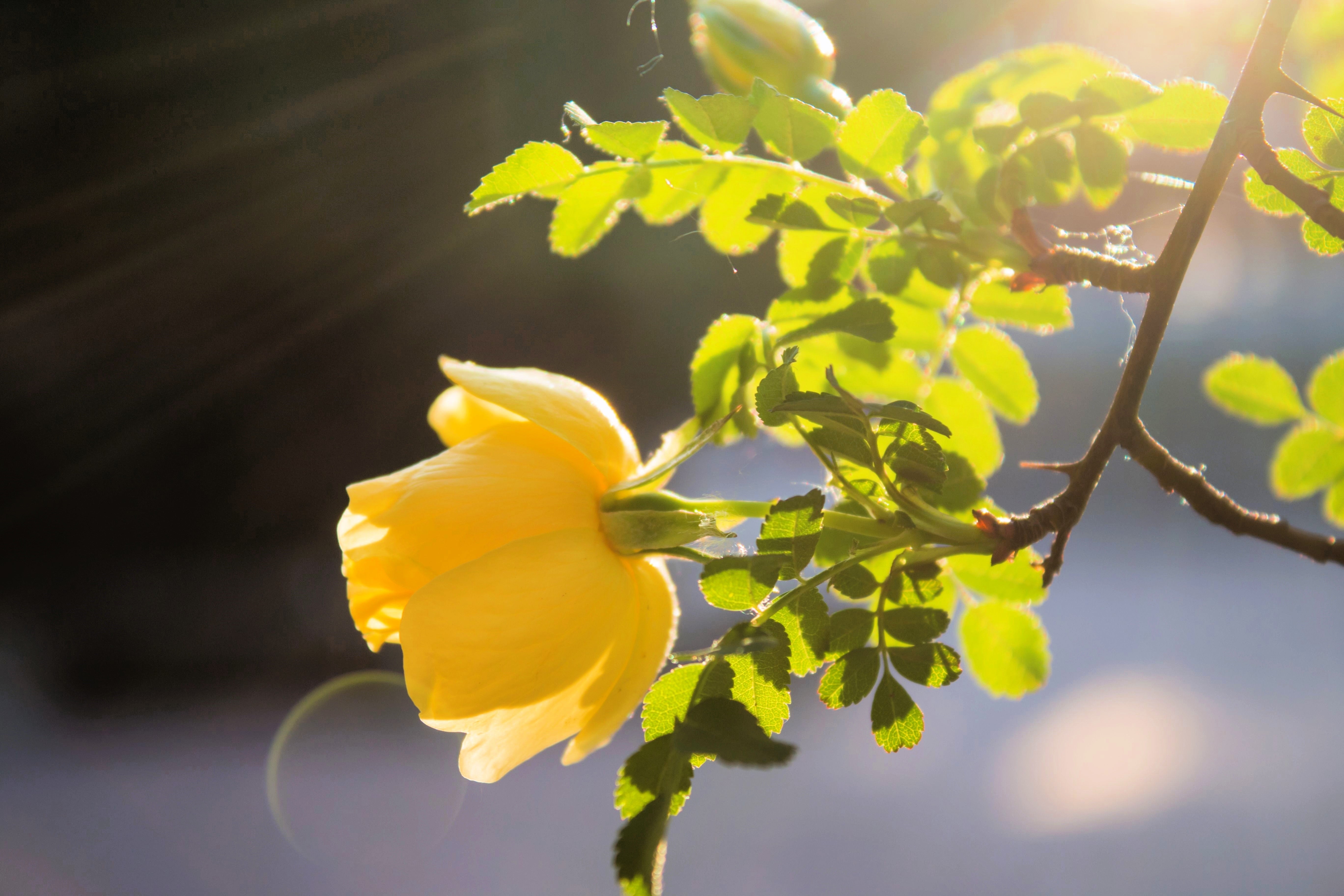 10 Yellow MANCHU ROSE Bush Rosa Xanthina Hummingbird Flower Seeds