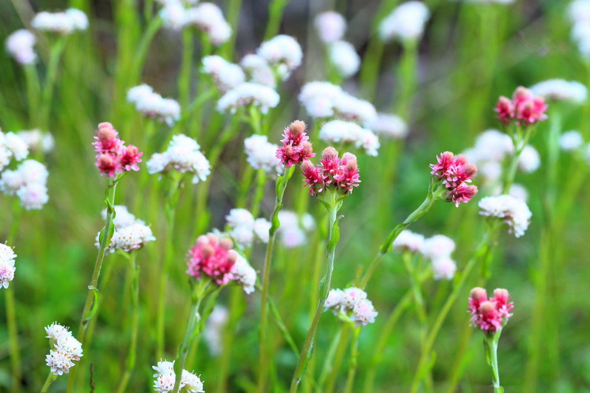 20 RED PUSSYTOES Antennaria Dioica Rubra Everlasting Flower Seeds