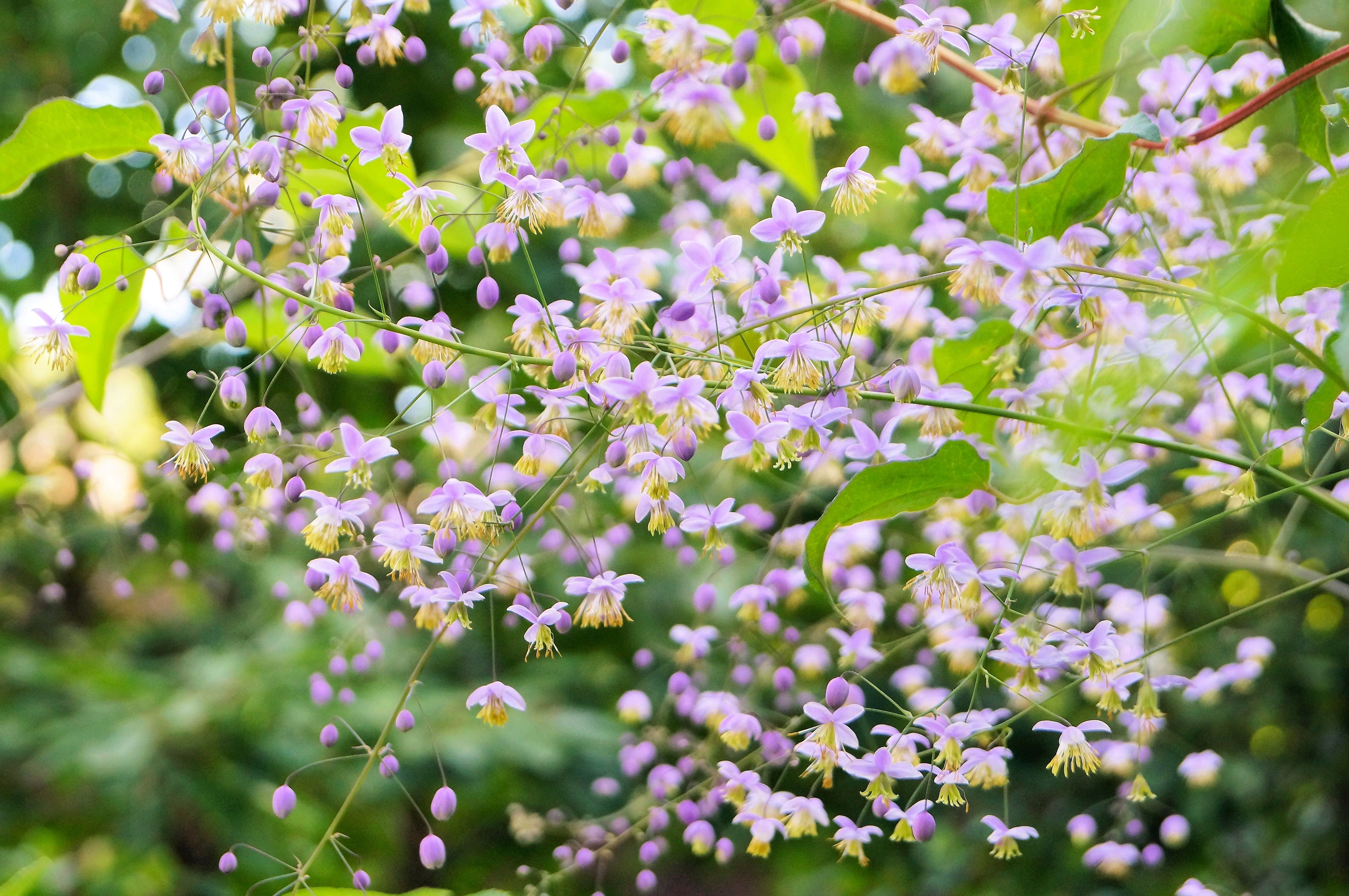 5 CHINESE MEADOW RUE Pink Yunnan Thalictrum Dipterocarpum Delavayi Flower Seeds