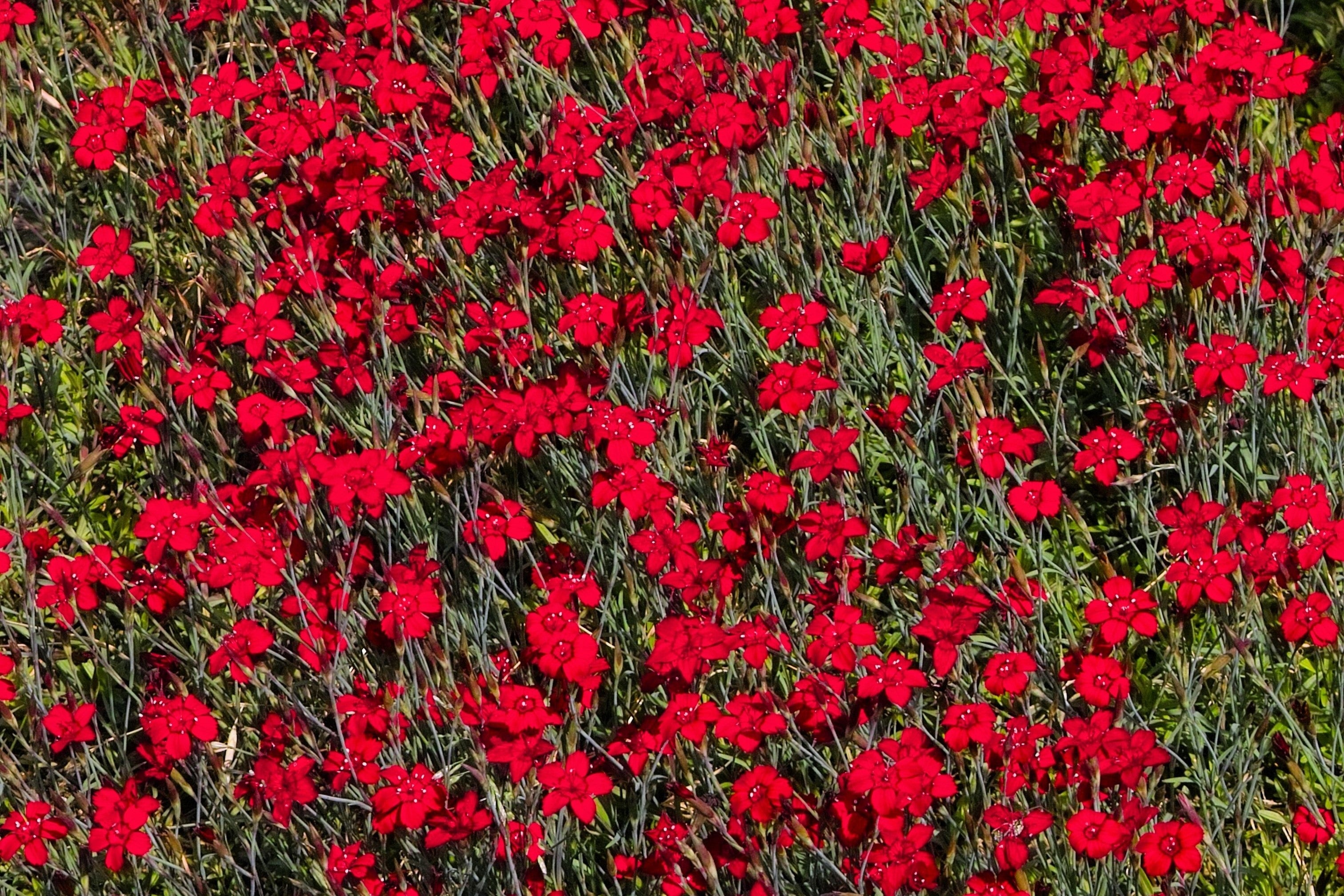 100 RED CARDINAL DIANTHUS Deltoides Flower Seeds