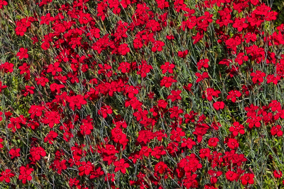 550 MAIDEN PINKS Mixed Colors Dianthus Deltoides Flower Seeds
