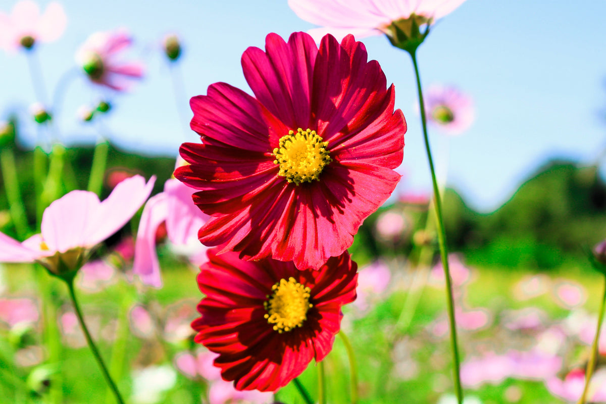 300 RED COSMOS DAZZLER Cosmos Bipinnatus Flower Seeds