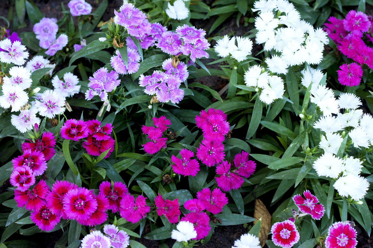 550 MAIDEN PINKS Mixed Colors Dianthus Deltoides Flower Seeds