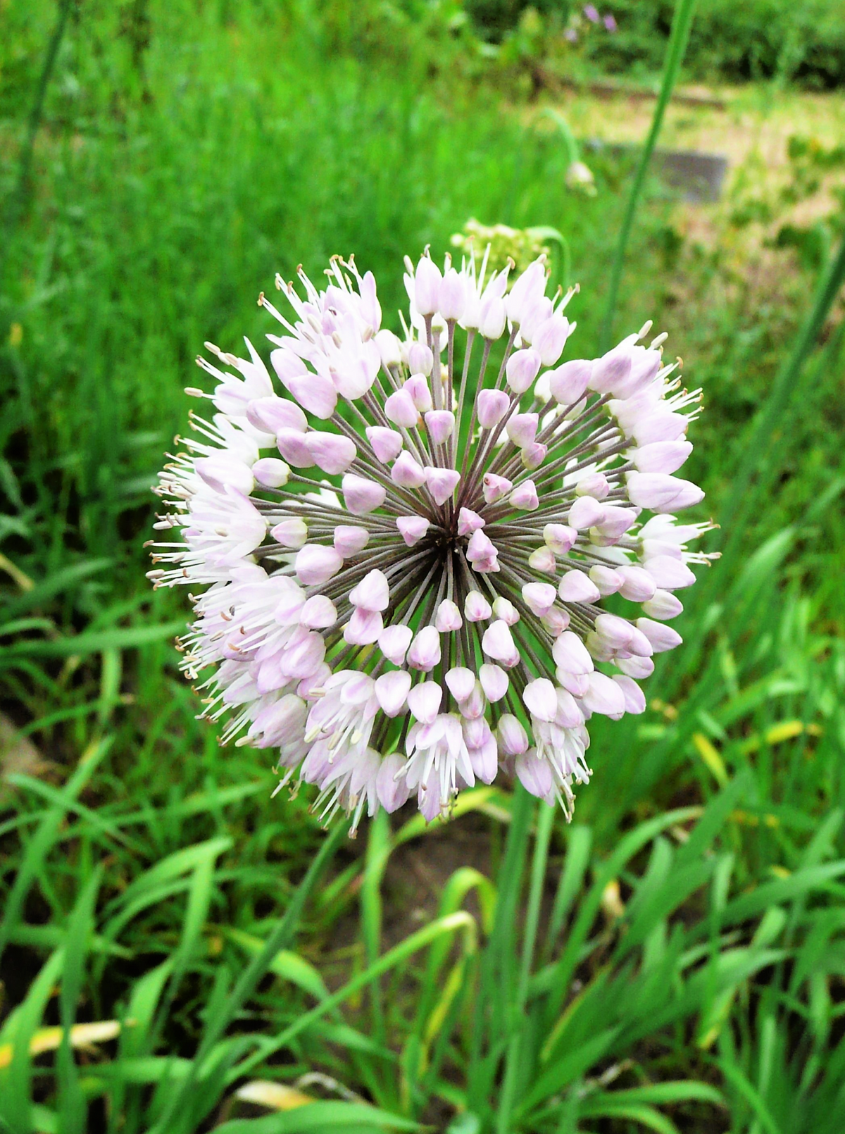 10 WHITE ALLIUM Neapolitanum Flowering or Naples Onion, Neopolitan or Daffodil Garlic Ornamental Flower Seeds