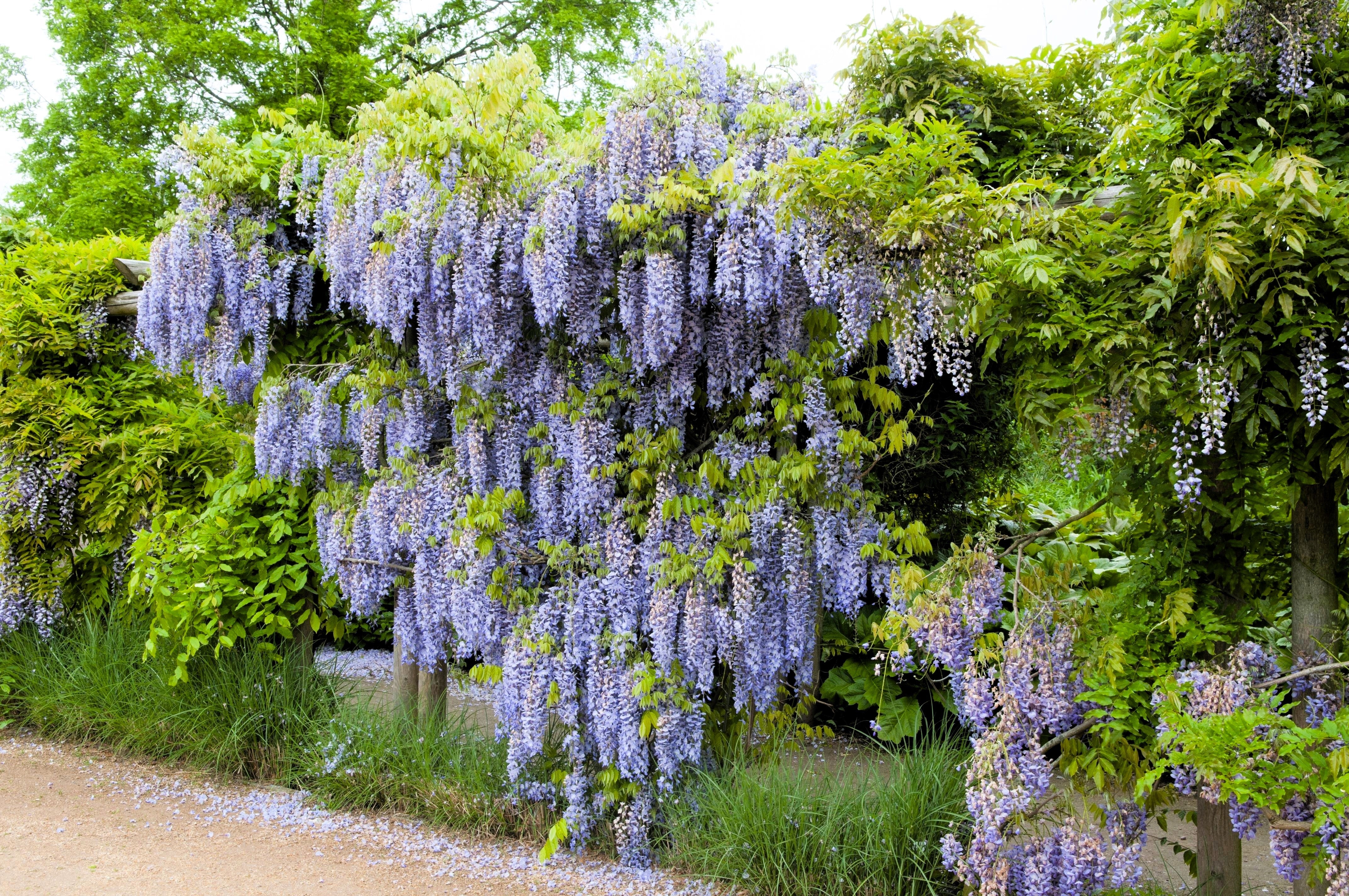 5 JAPANESE WISTERIA Floribunda Flower Purple Ornamental Vine Climber Seeds