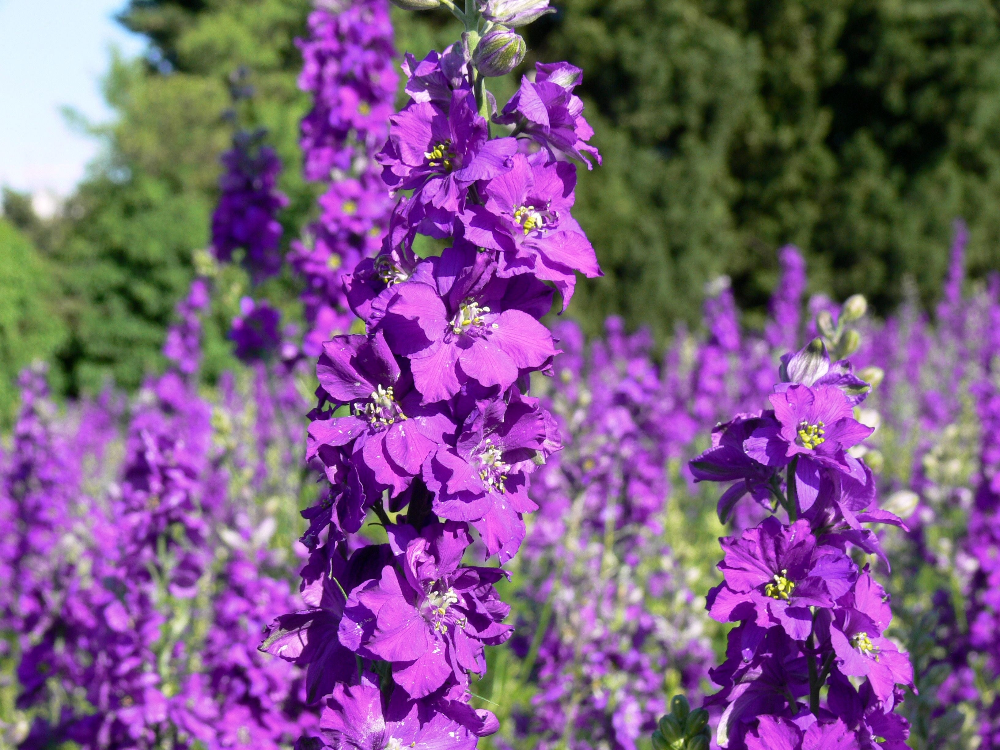 100 MIXED COLORS VERBASCUM Verbascum Phoeniceum Flower Seeds
