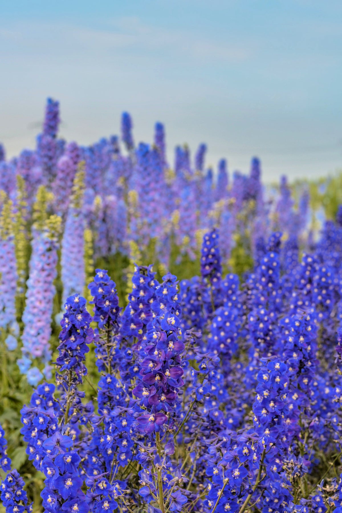 100 BLUE SPIRE LARKSPUR Delphinium Consolida Ambigua Ajacis Flower Seeds