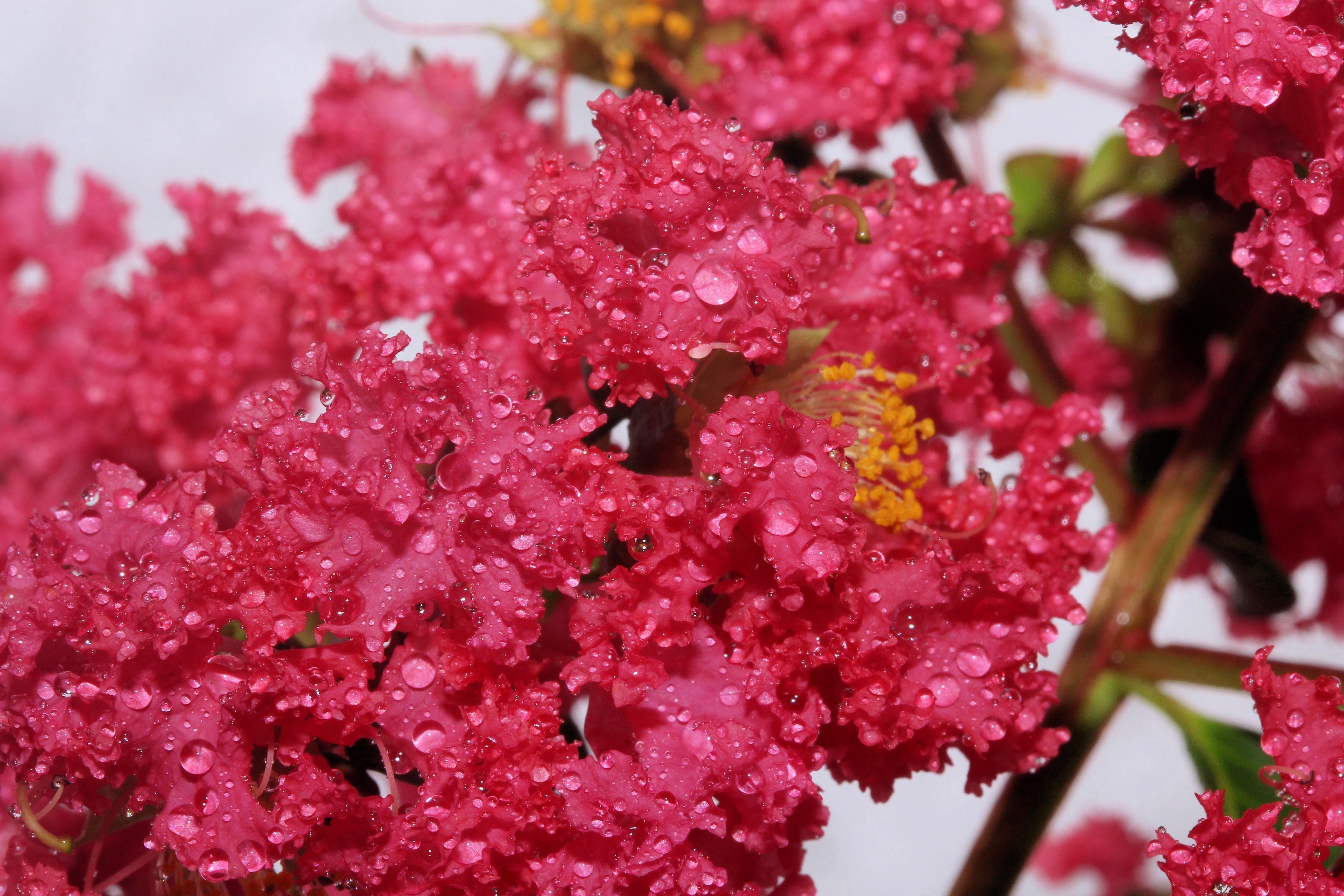 35 Dark PINK CREPE MYRTLE Lagerstroemia Indica Flowering Shrub Bush Small Tree Seeds