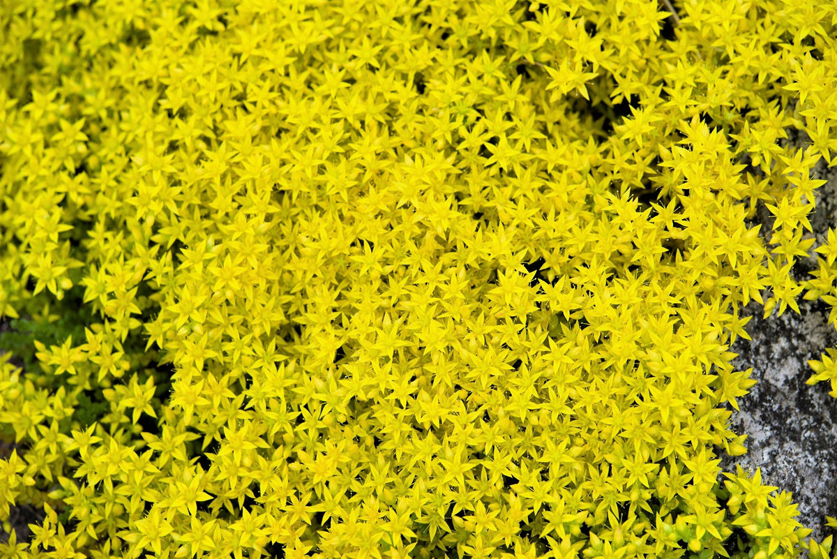 150 MIXED SEDUM Stonecrop Succulent Groundcover Red White Yellow Pink Purple Flower Seeds