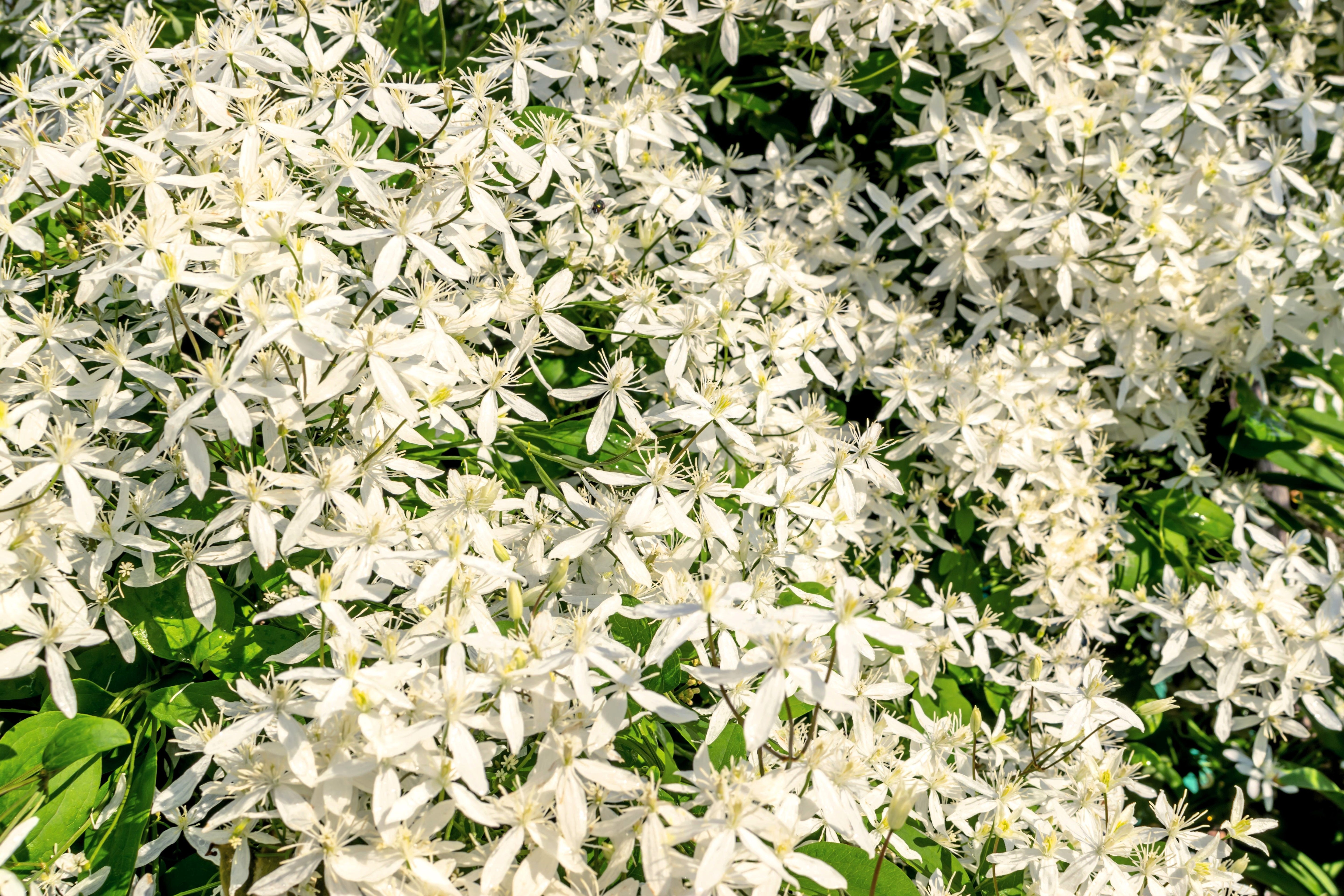 20 SWEET AUTUMN CLEMATIS Paniculata Fragrant White Flower Vine Seeds