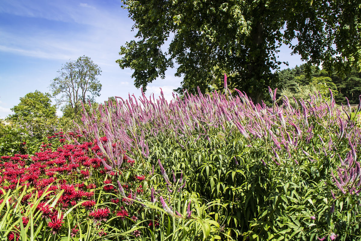 50 Pink VERONICA Longifolia / SPIKE SPEEDWELL Flower Seeds