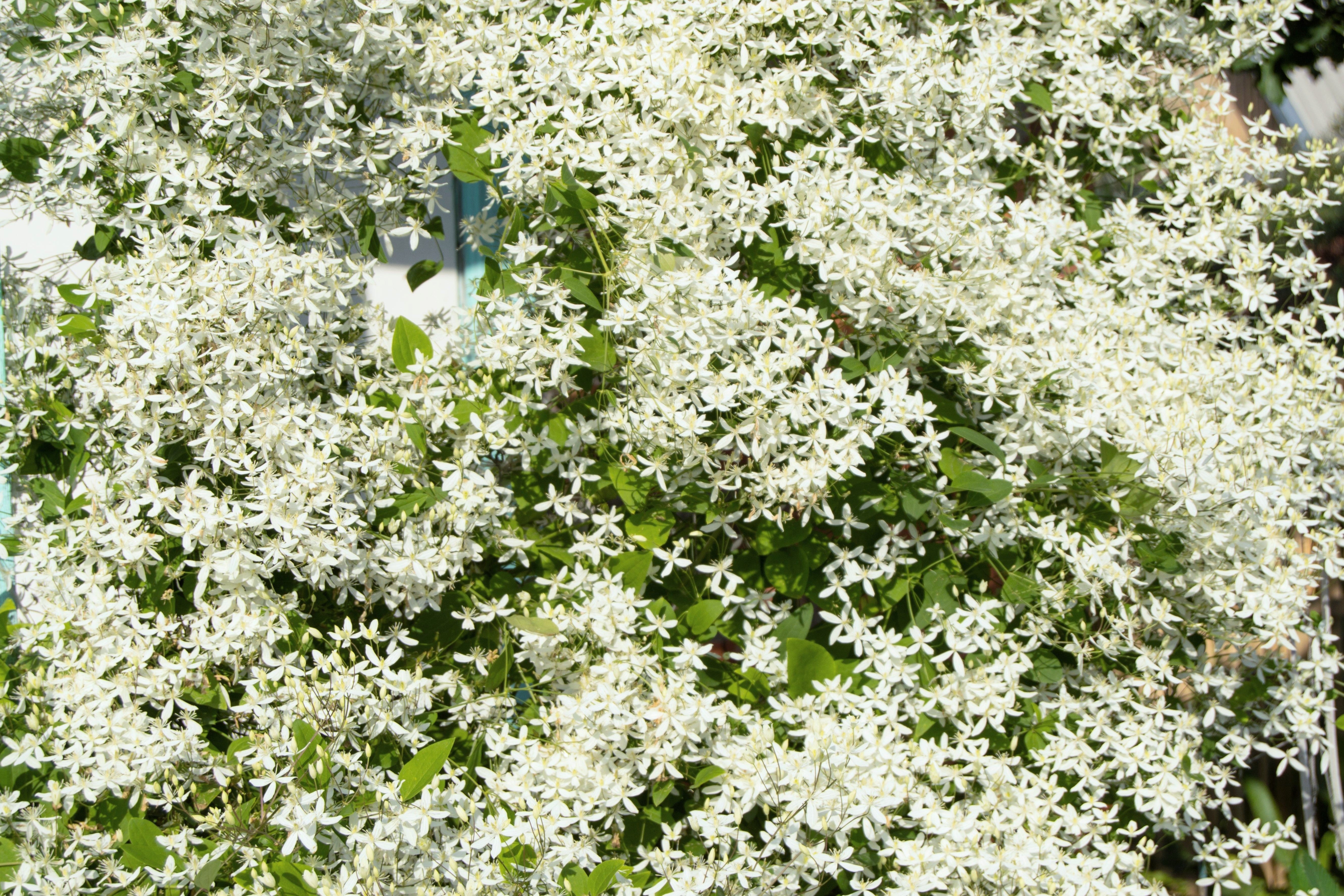 20 SWEET AUTUMN CLEMATIS Paniculata Fragrant White Flower Vine Seeds