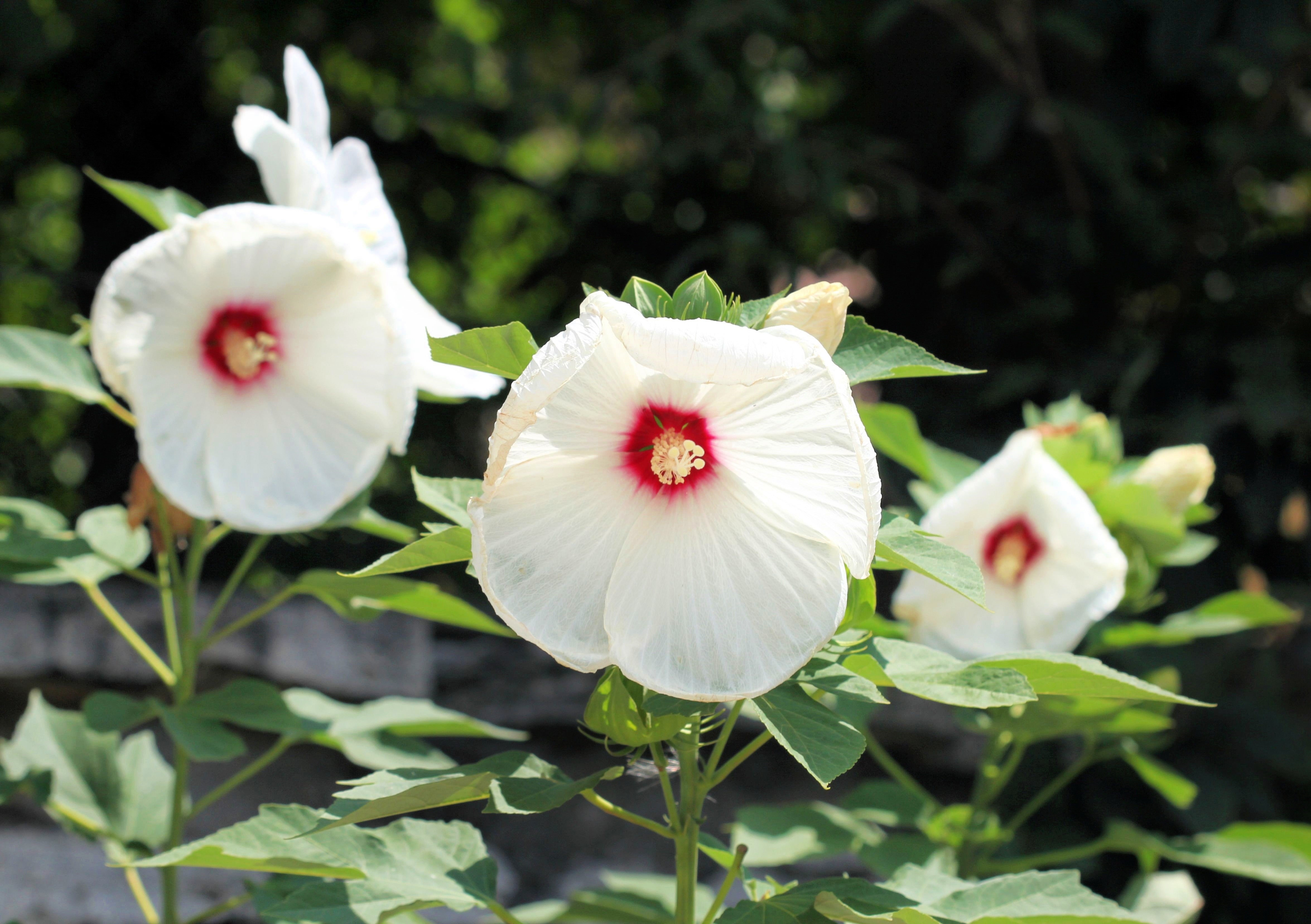 25 Luna WHITE HARDY HIBISCUS Hibiscus Moscheutos Flower Seeds