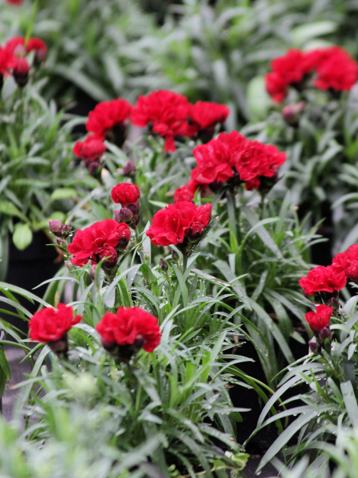 50 SCARLET RED CARNATION Dianthus Caryophyllus Grenadin Double Flower Seeds