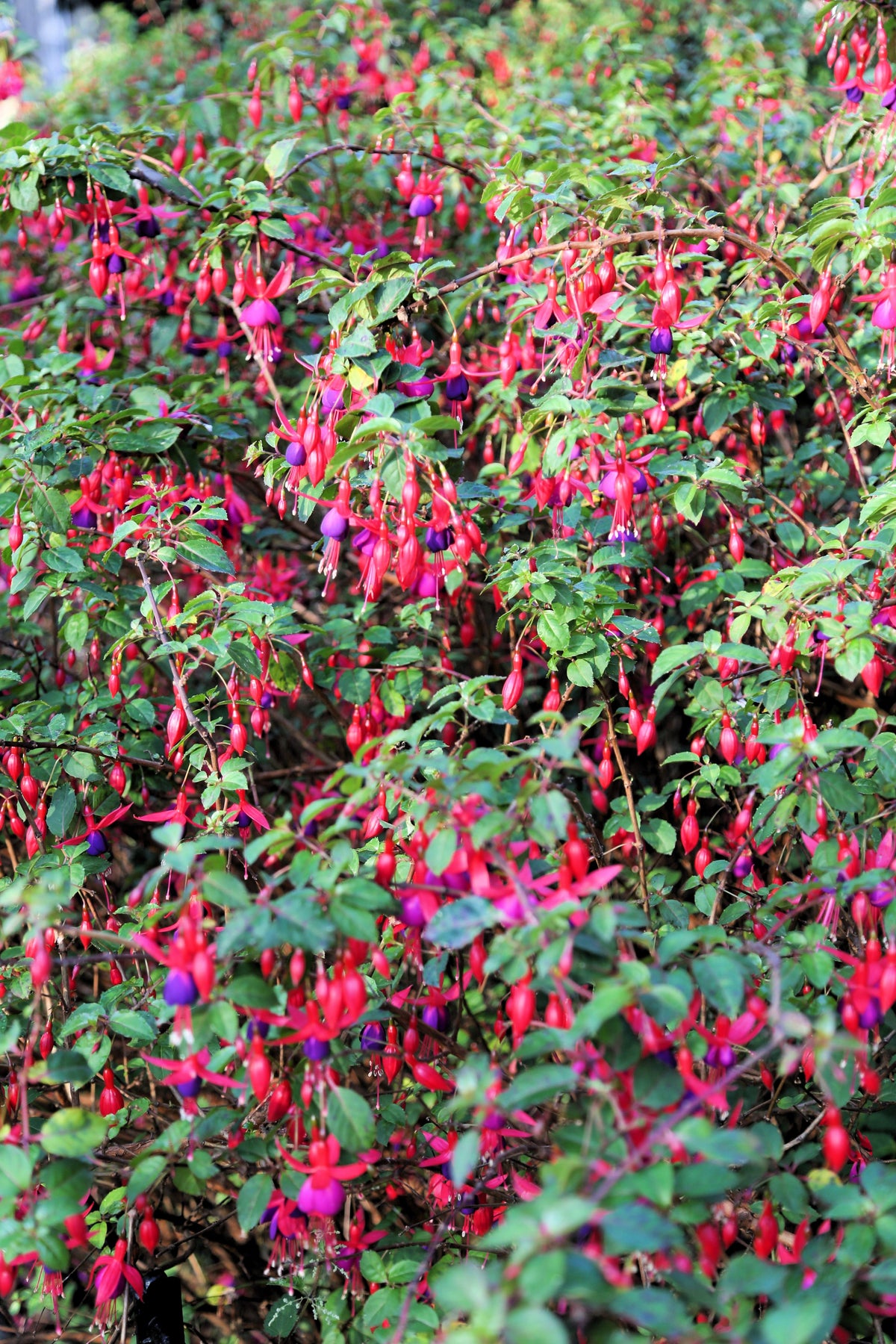 20 HARDY FUCHSIA Magellanica Pink Purple Hummingbird Flower Shrub Seeds