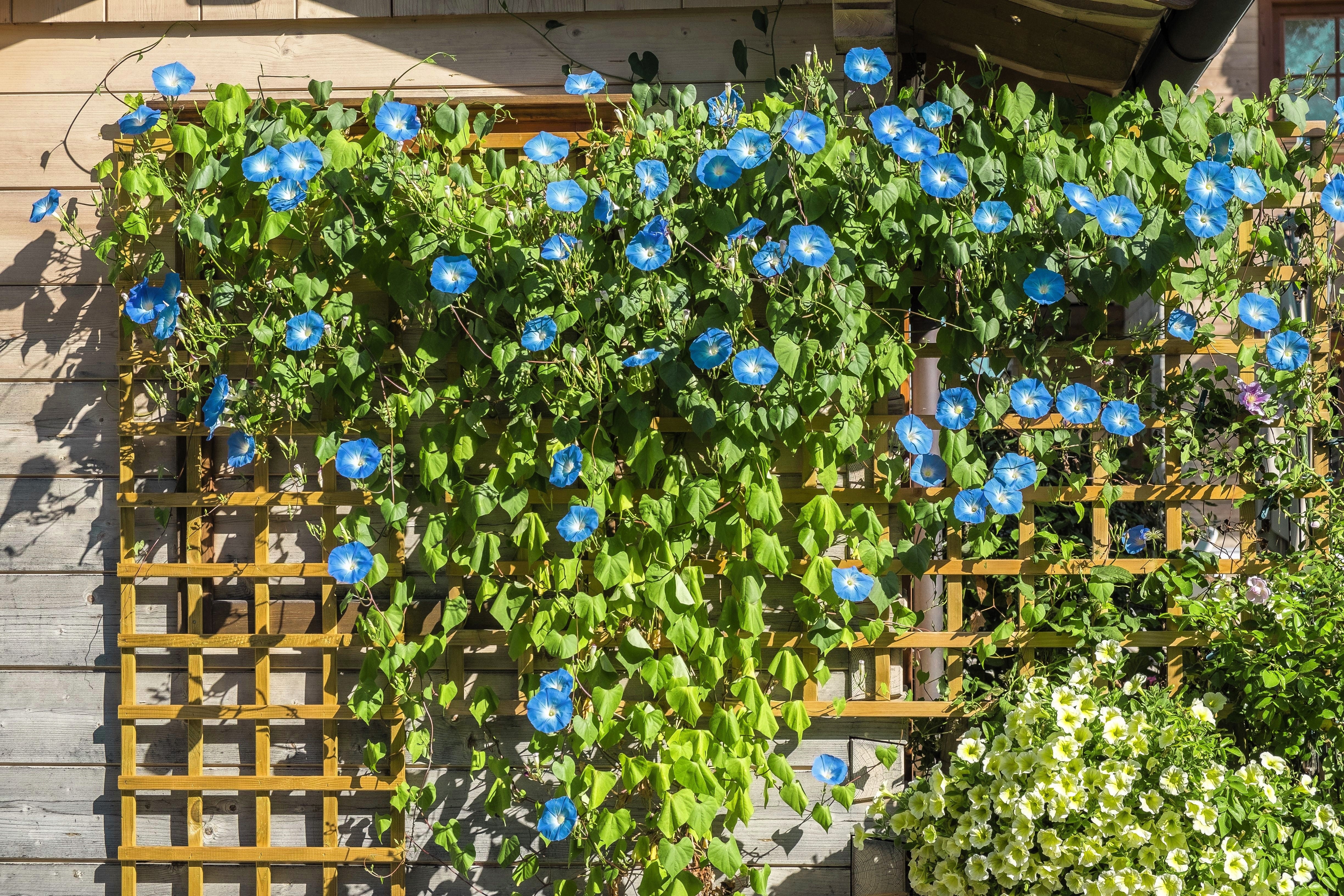 50 Heavenly BLUE MORNING GLORY Ipomoea Tricolor Vine Flower Seeds